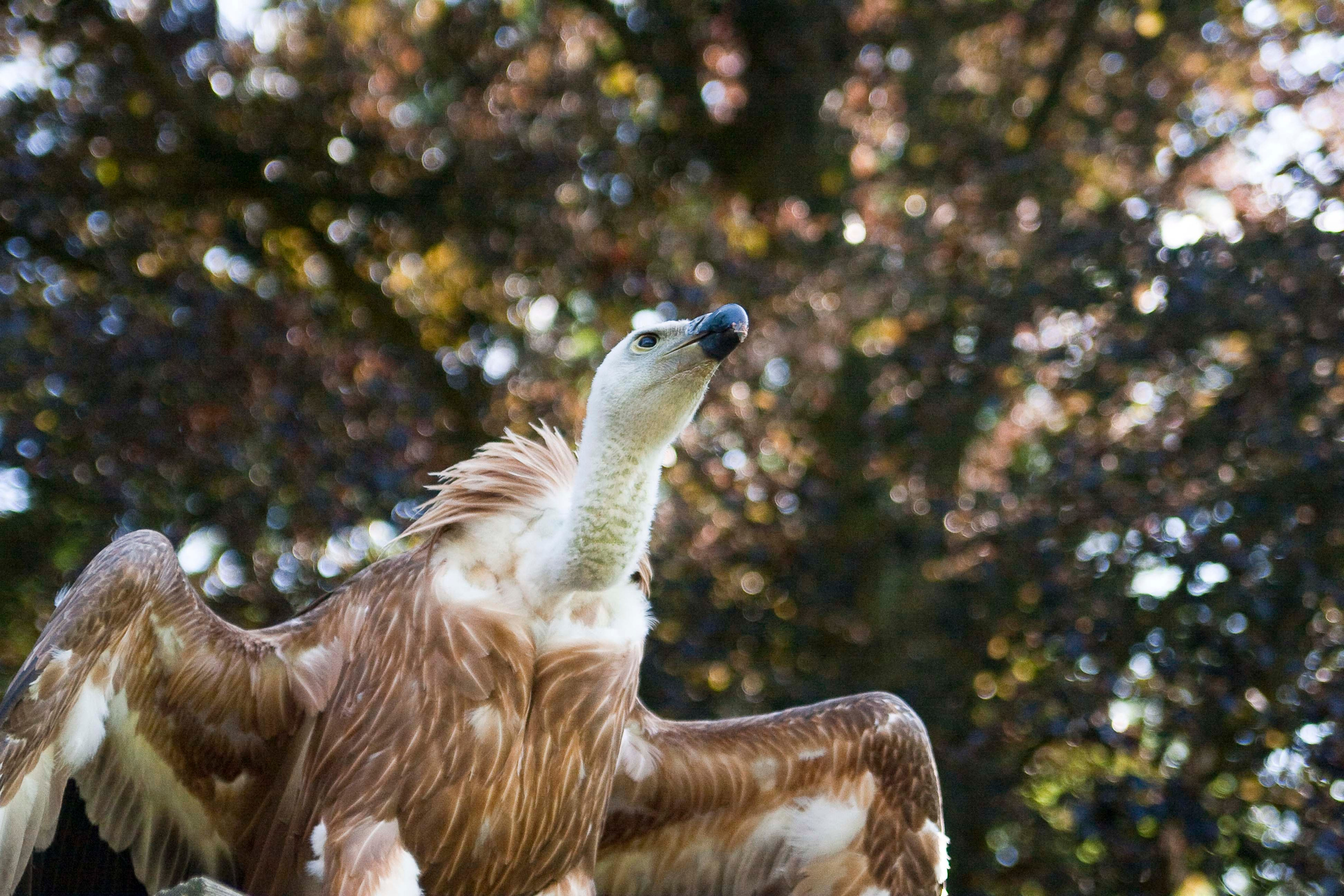 Wildpark Tambach. FOTO KREATIV