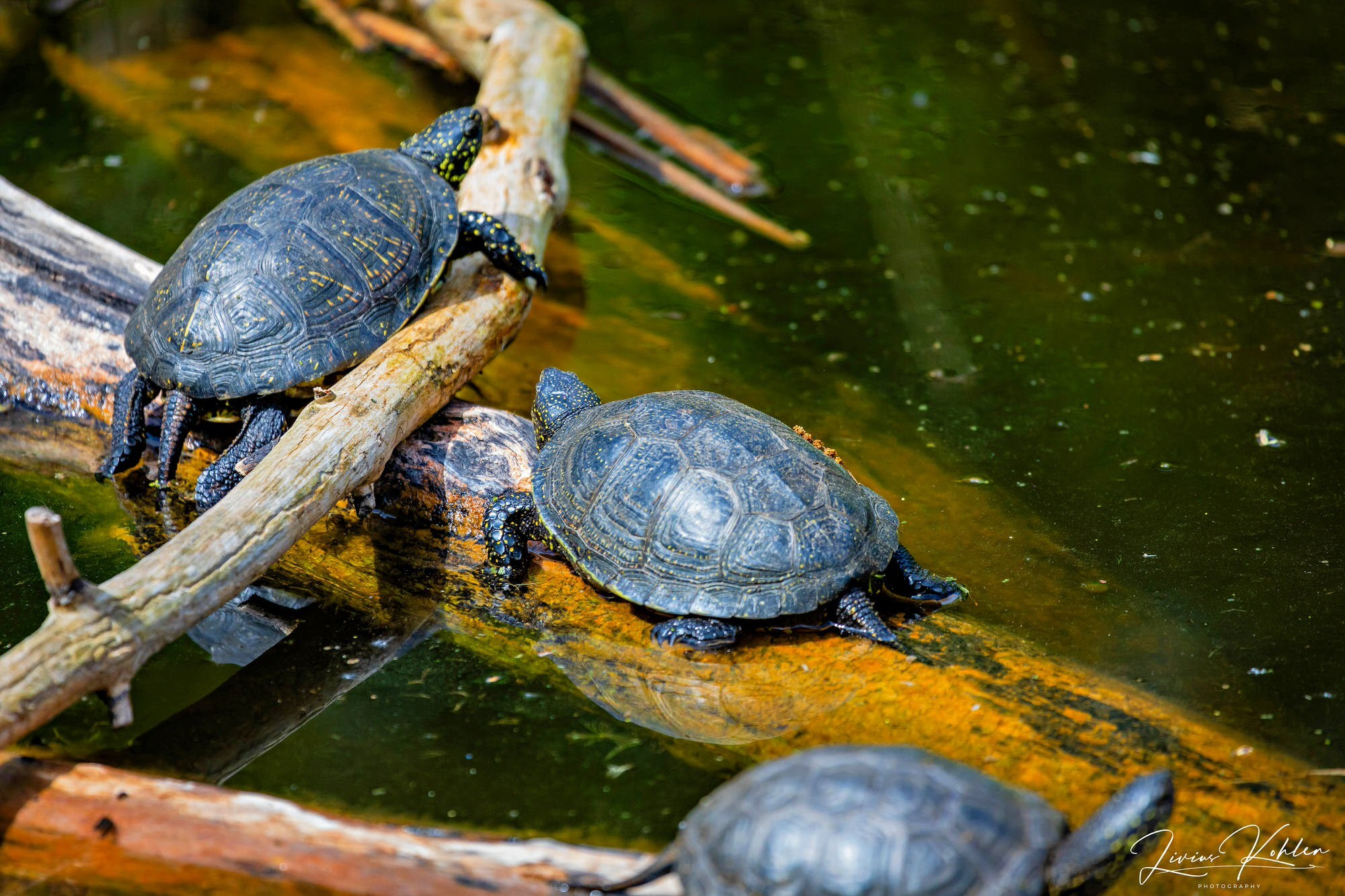 Wildpark Bad Mergentheim. FOTO KREATIV