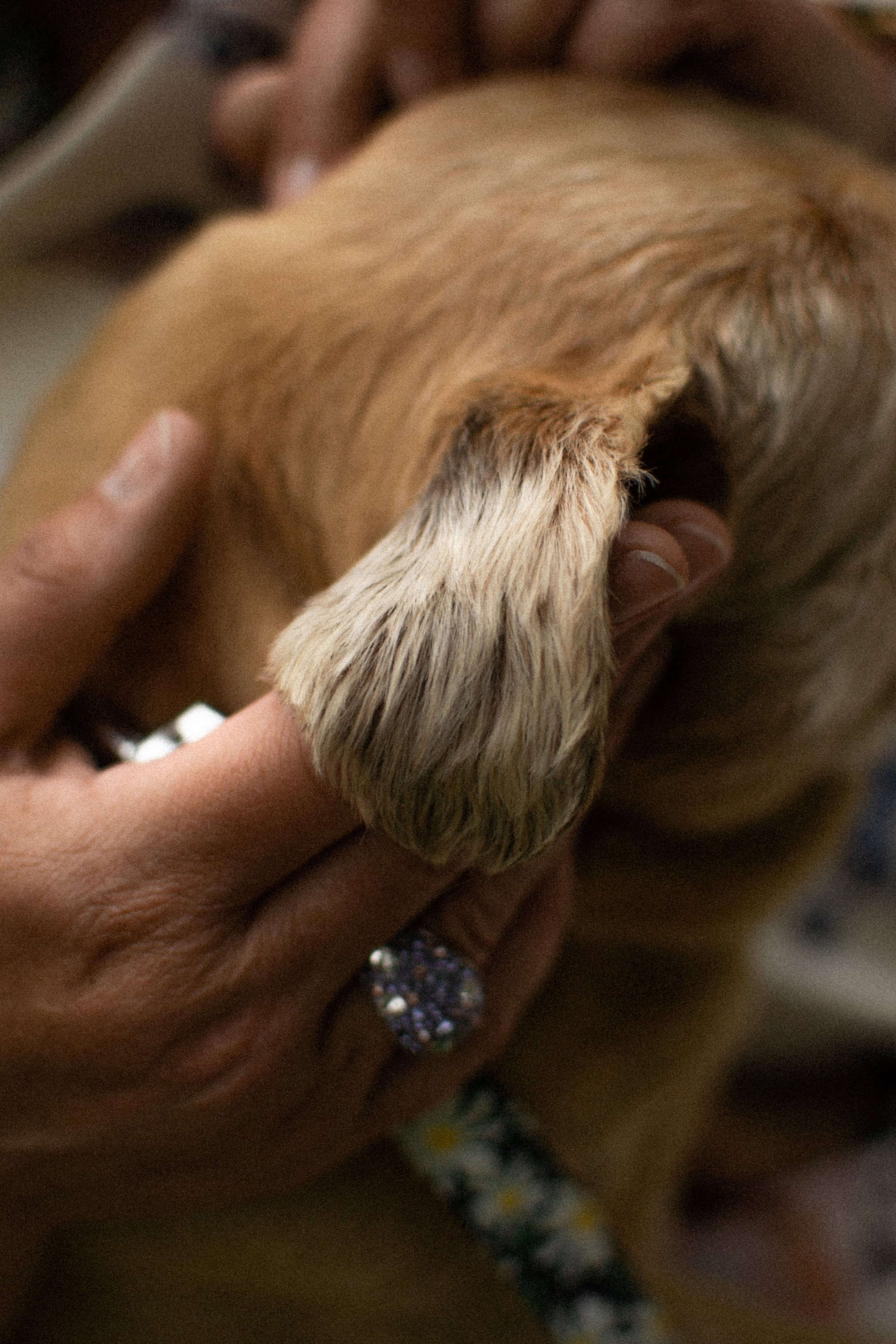 Sandrine et Lolly. Photographe animalier à Paris Anna Pereira