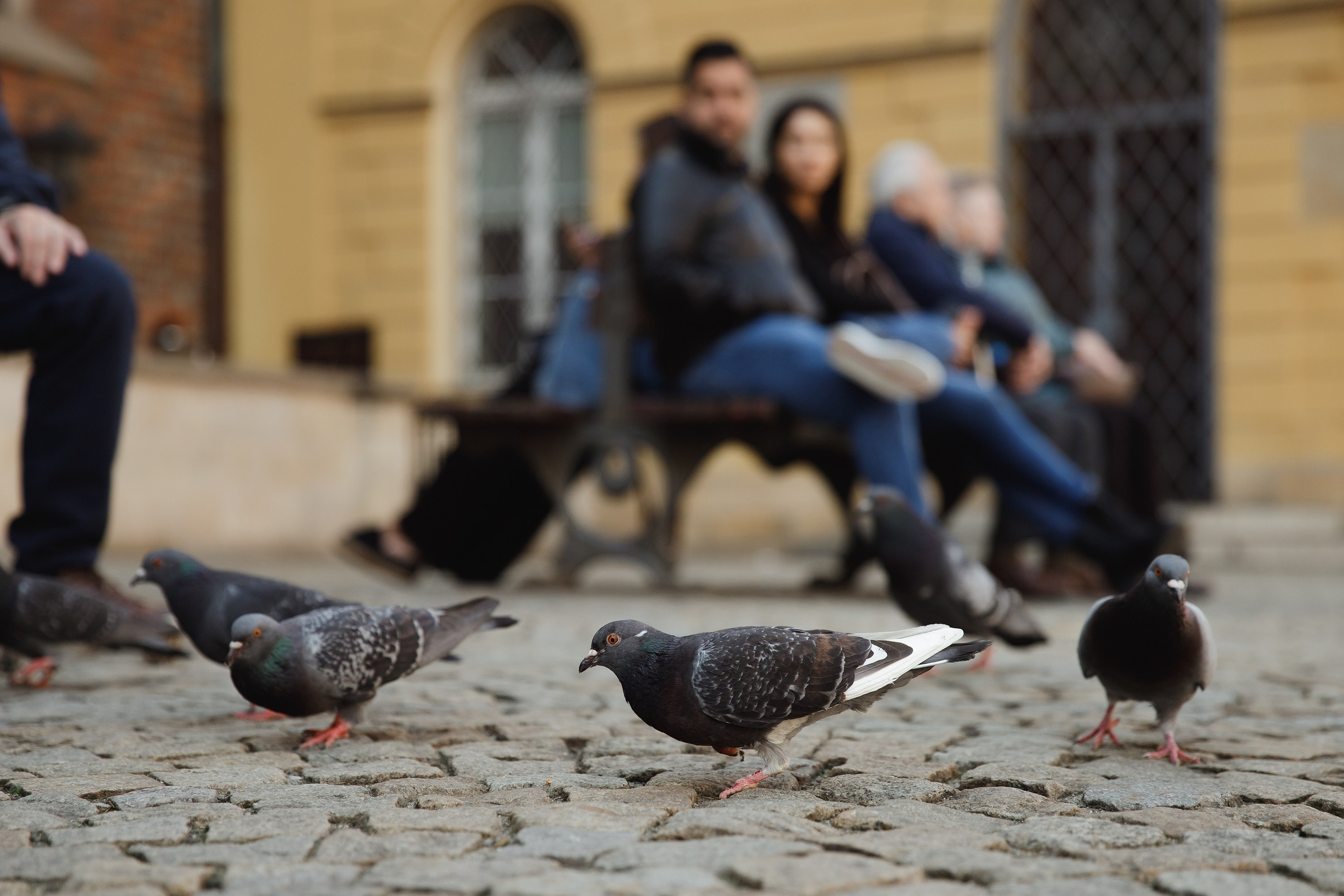 Wroclaw | the best ones. Kaja | fotograf psów we Wrocławiu