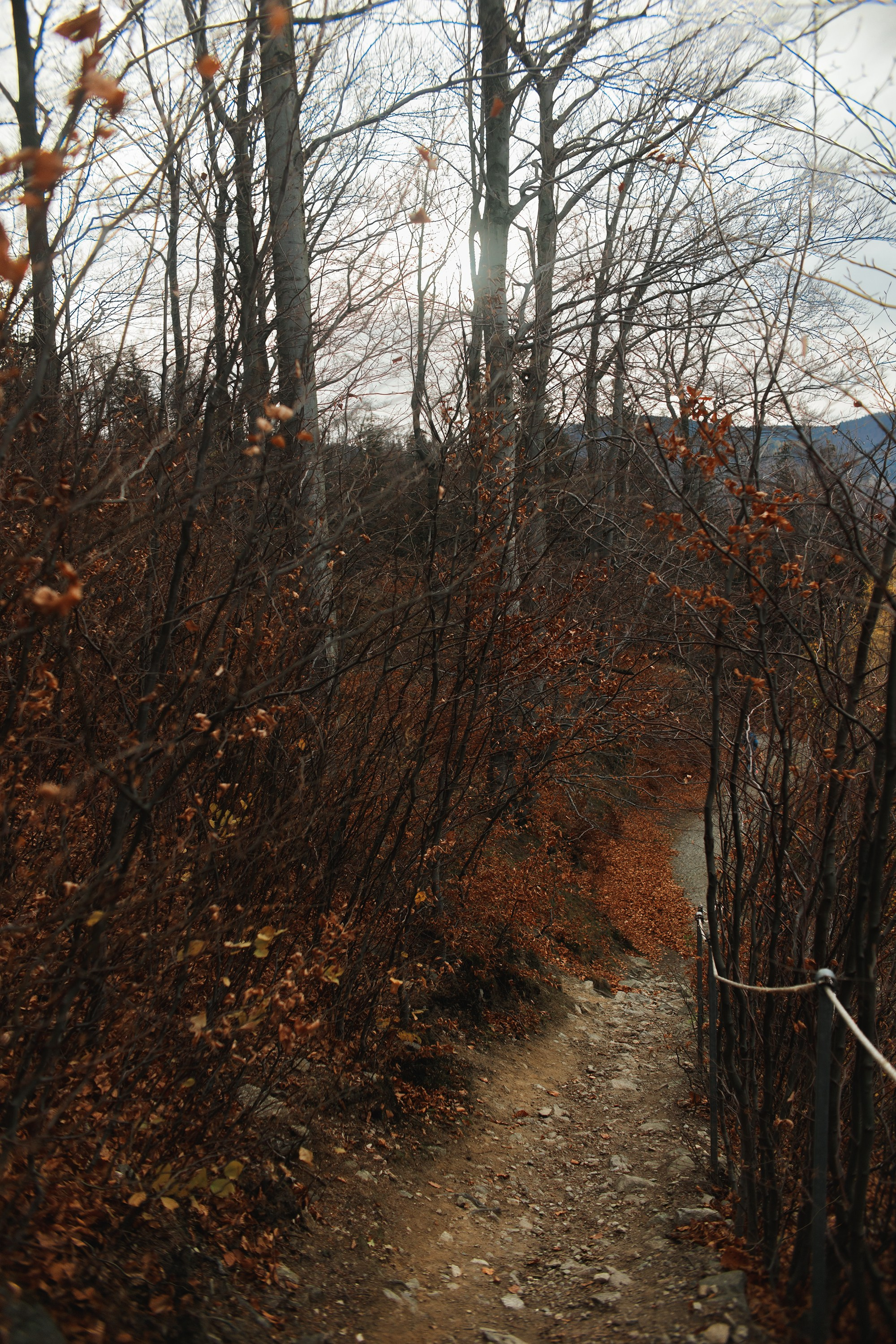 Sowie góry. Kaja | fotograf we Wrocławiu | ludzie i psy