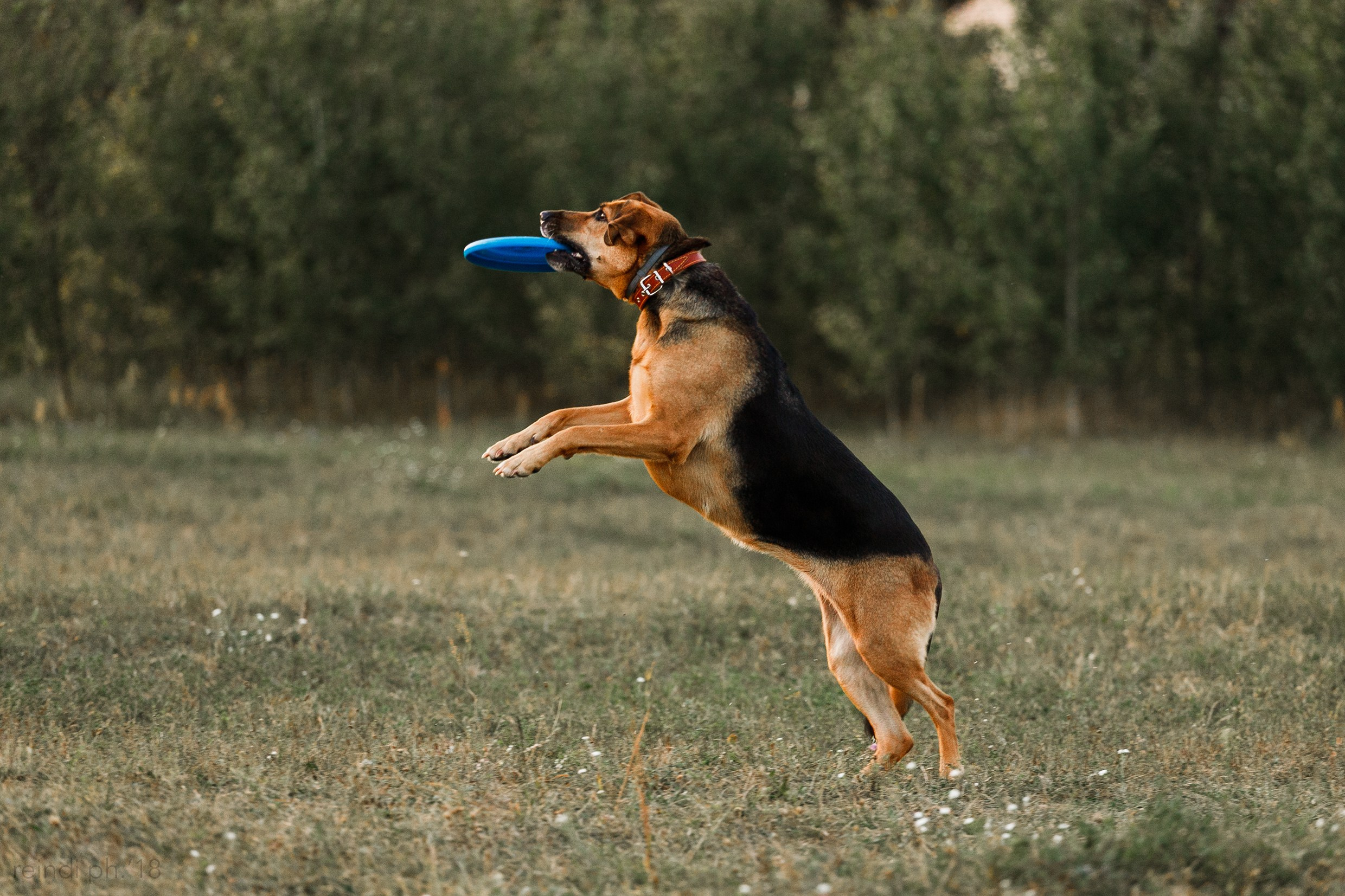 Frisbee training at sunset | summer. Kaja | fotograf we Wrocławiu | ludzie i psy