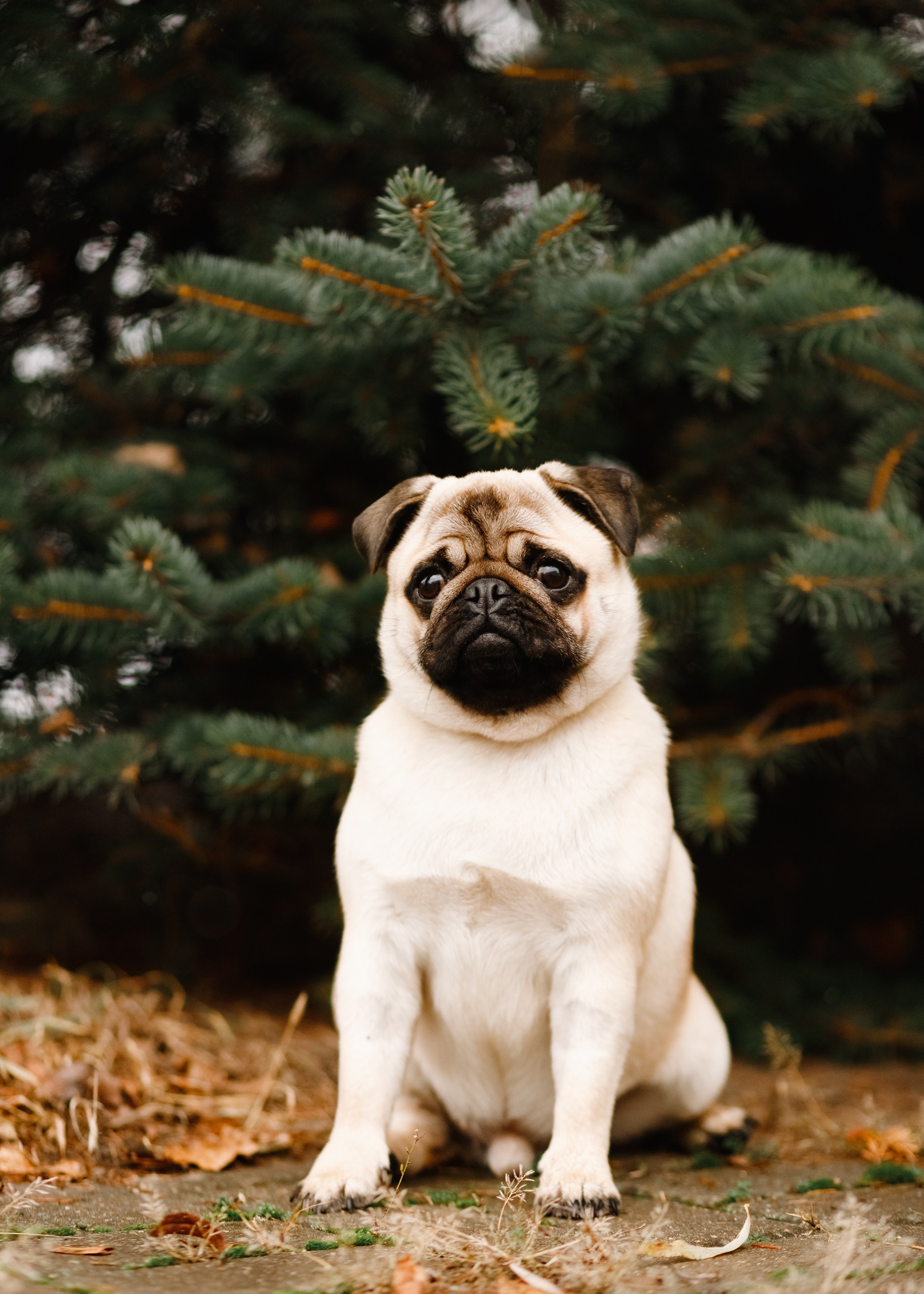 Dog shows | the best ones. Kaja | fotograf psów we Wrocławiu