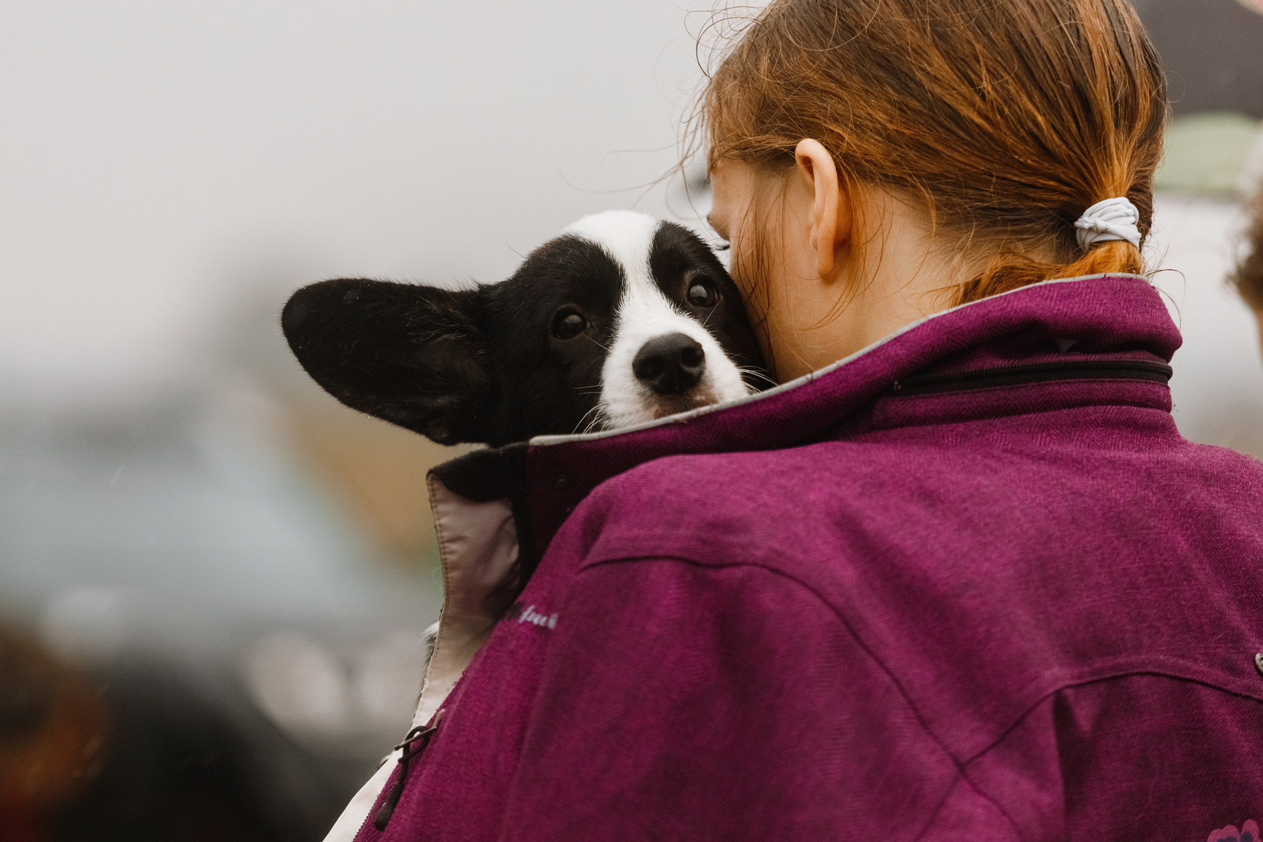 Rainy dog show in Grodno. Kaja | fotograf we Wrocławiu | ludzie i psy