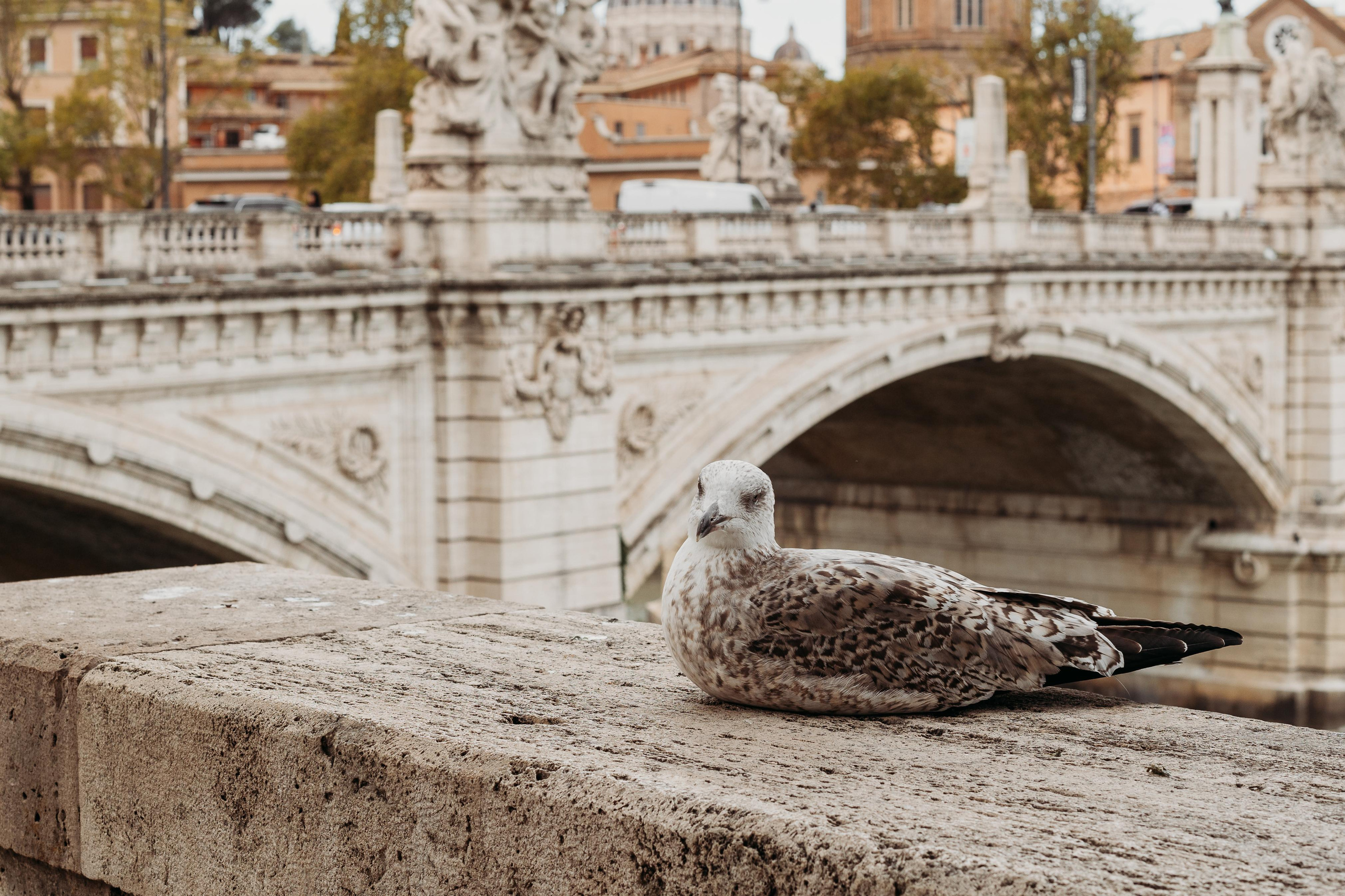 To Rome, to the Vatican!!!