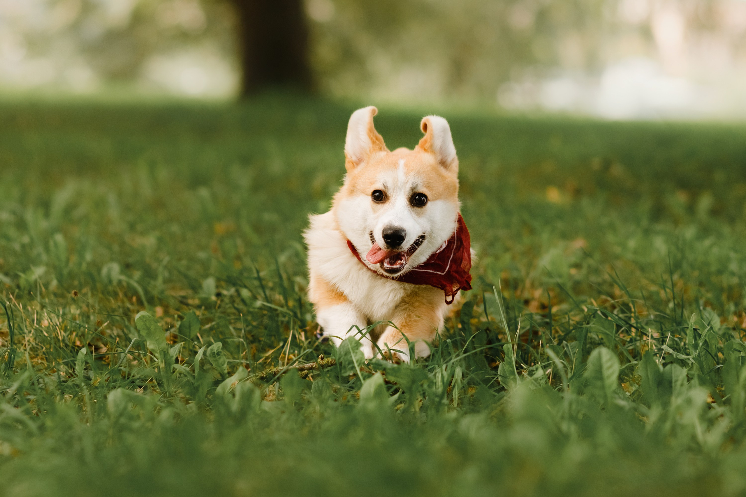 Summer photo day for dog handler. Kaja | fotograf we Wrocławiu | ludzie i psy