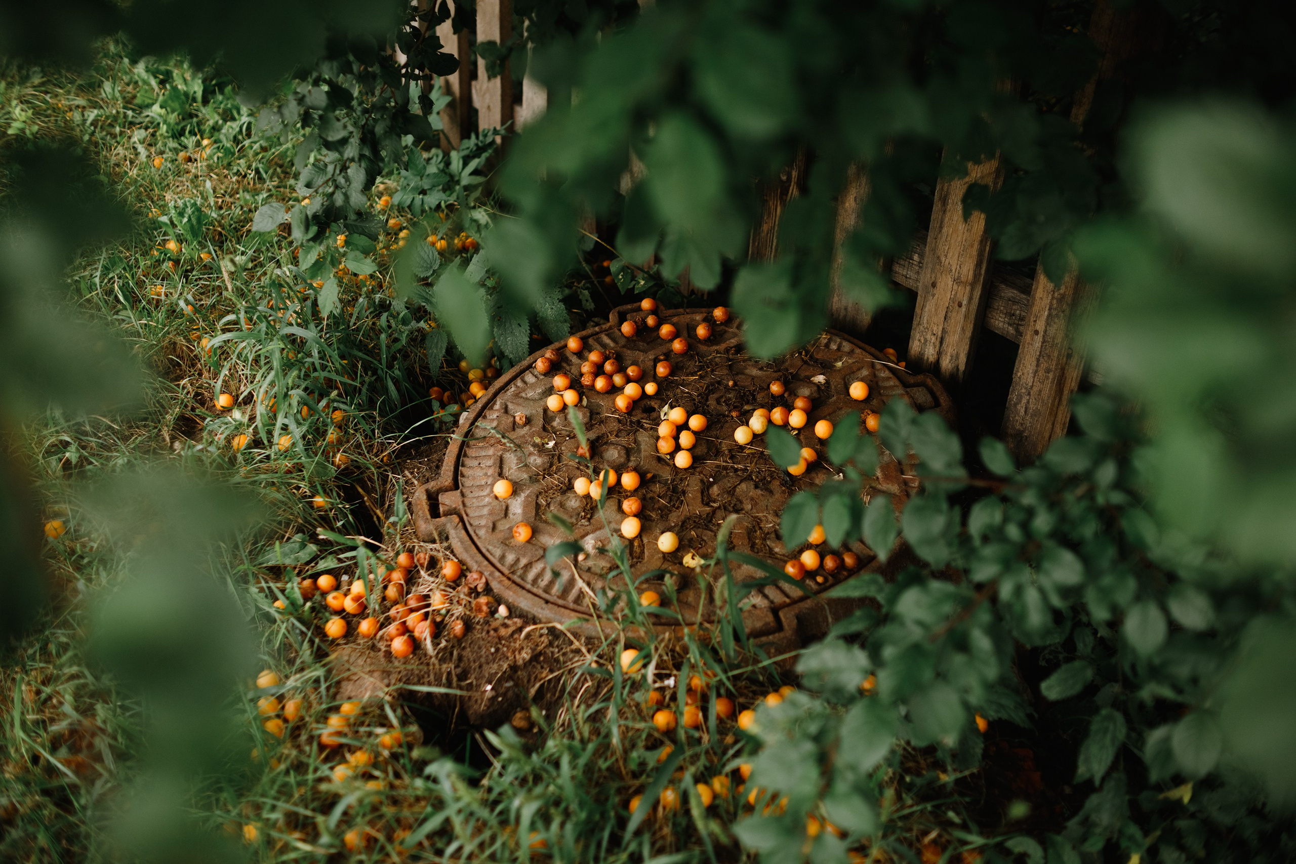 Grodno. Kaja | fotograf we Wrocławiu | ludzie i psy