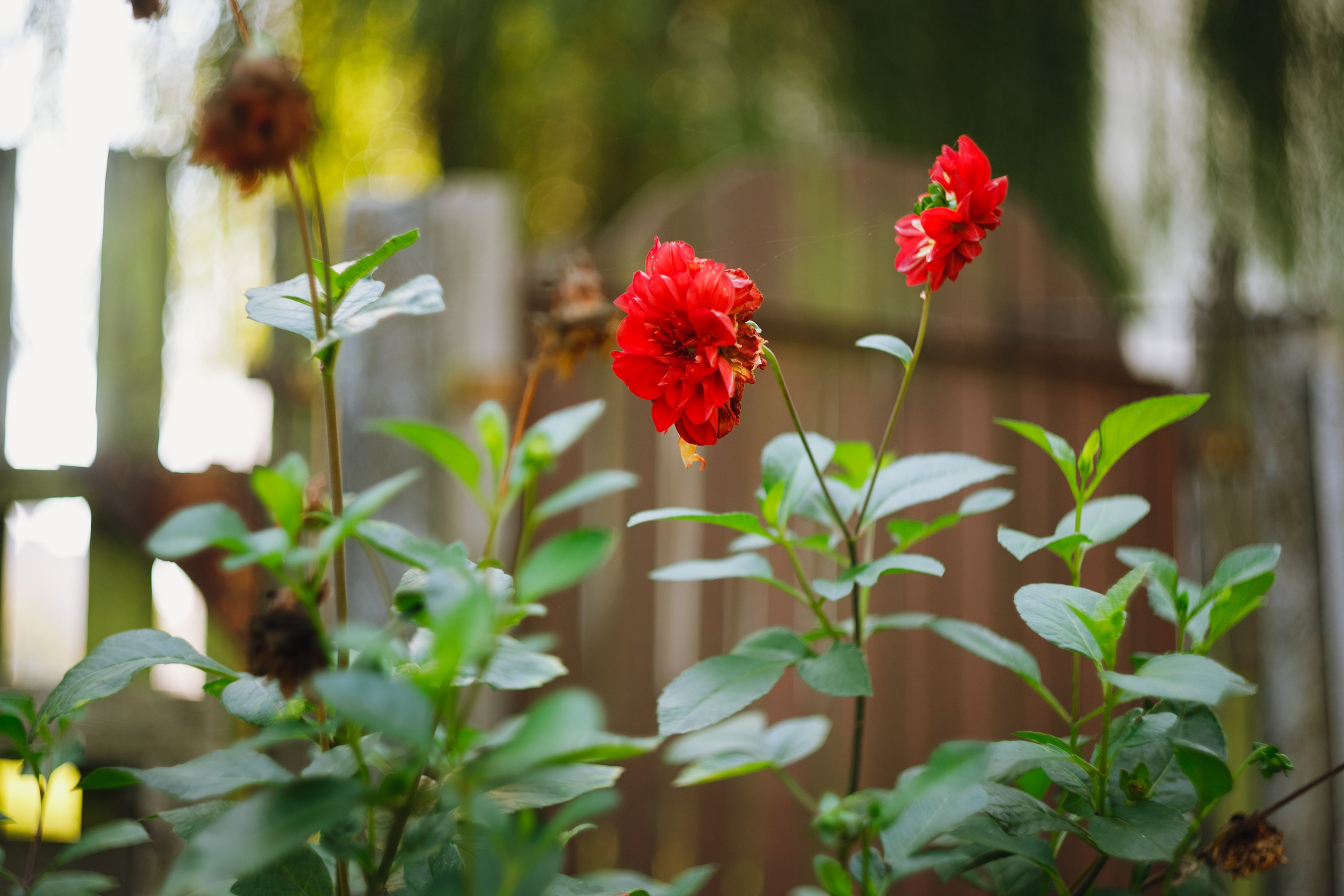 Grandmother's home in Brest. Kaja | fotograf we Wrocławiu | ludzie i psy