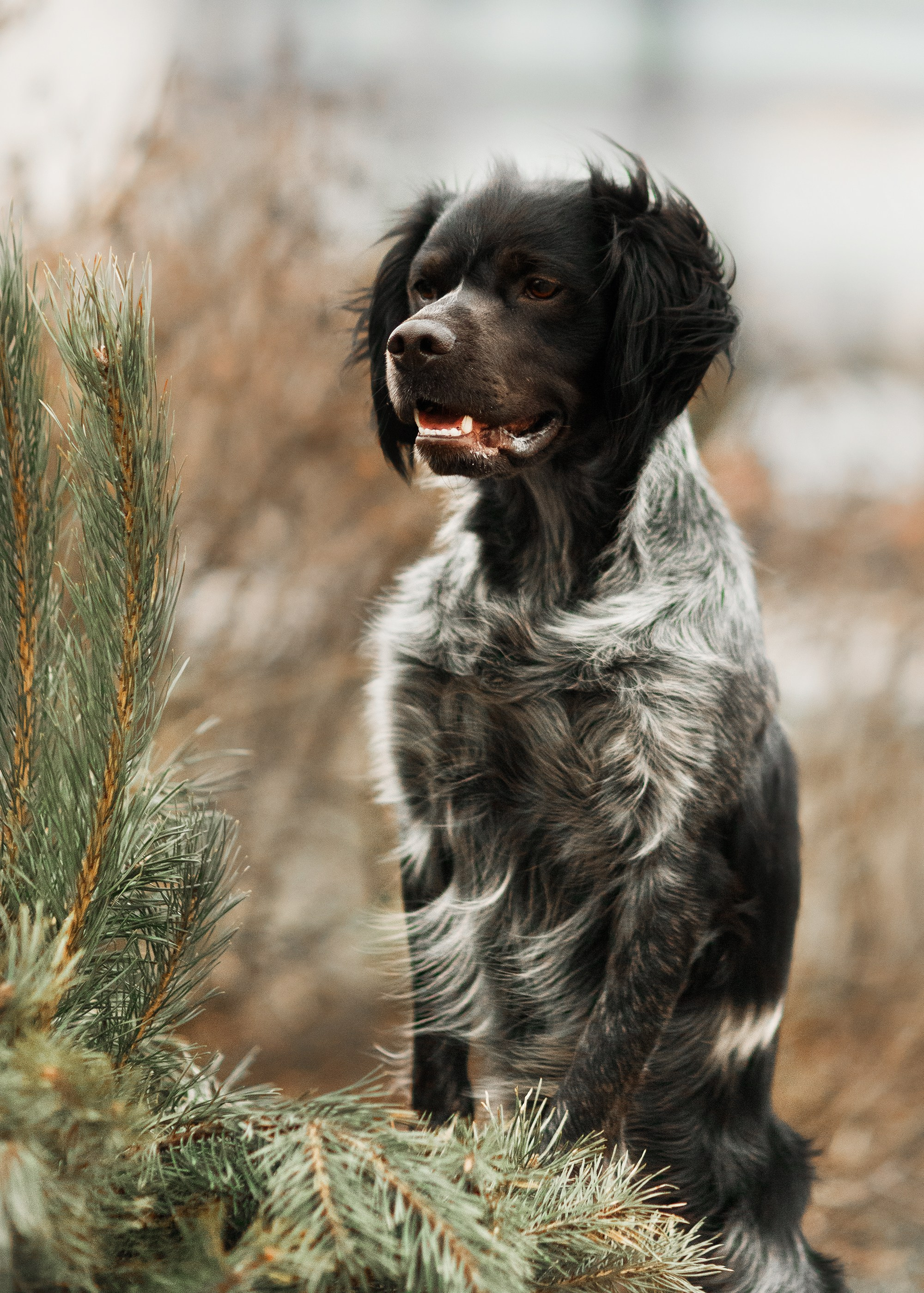 Autumn photo day for dog handler. Kaja | fotograf we Wrocławiu | ludzie i psy