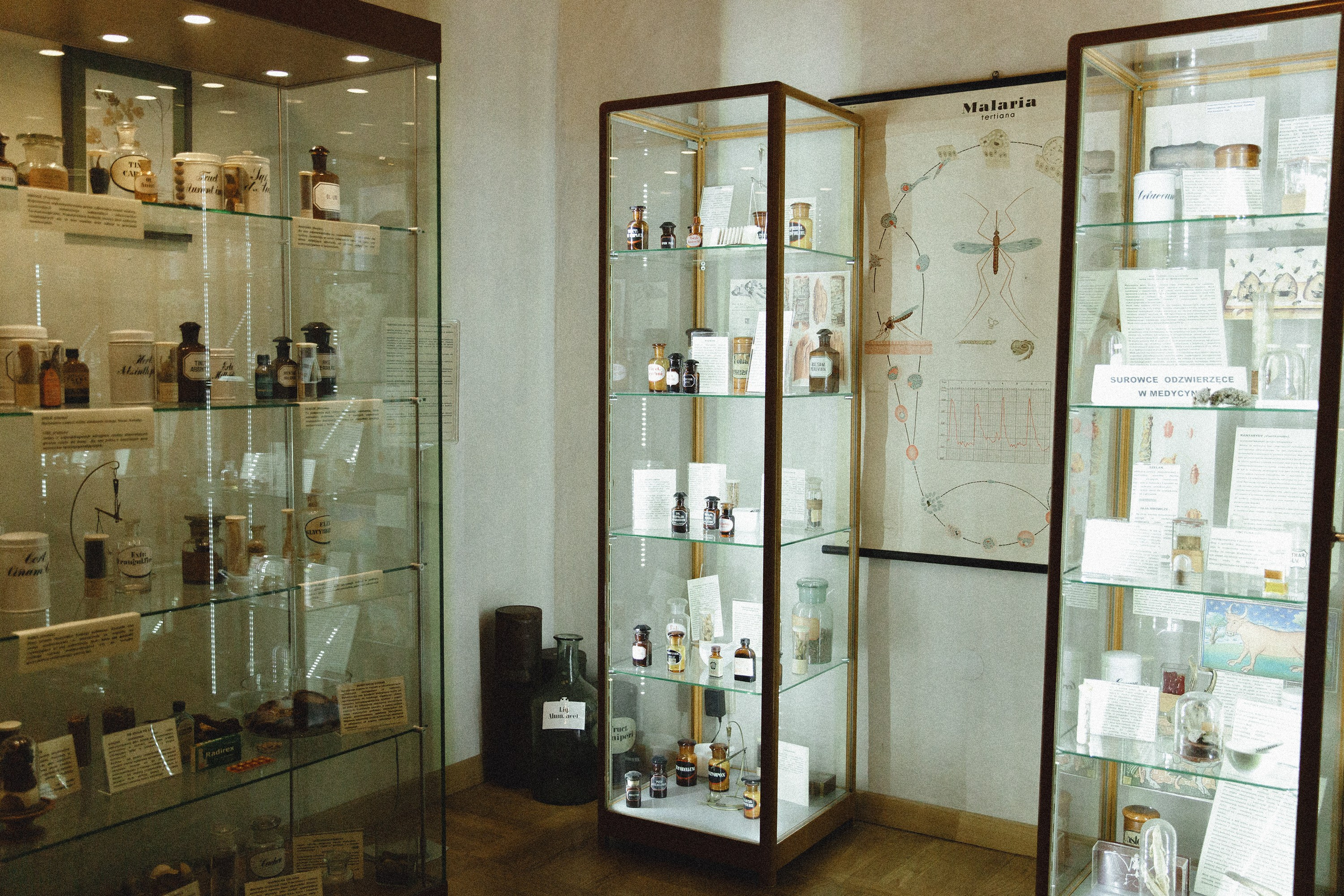 Museum of farmacy in Wroclaw. Kaja | fotograf we Wrocławiu | ludzie i psy