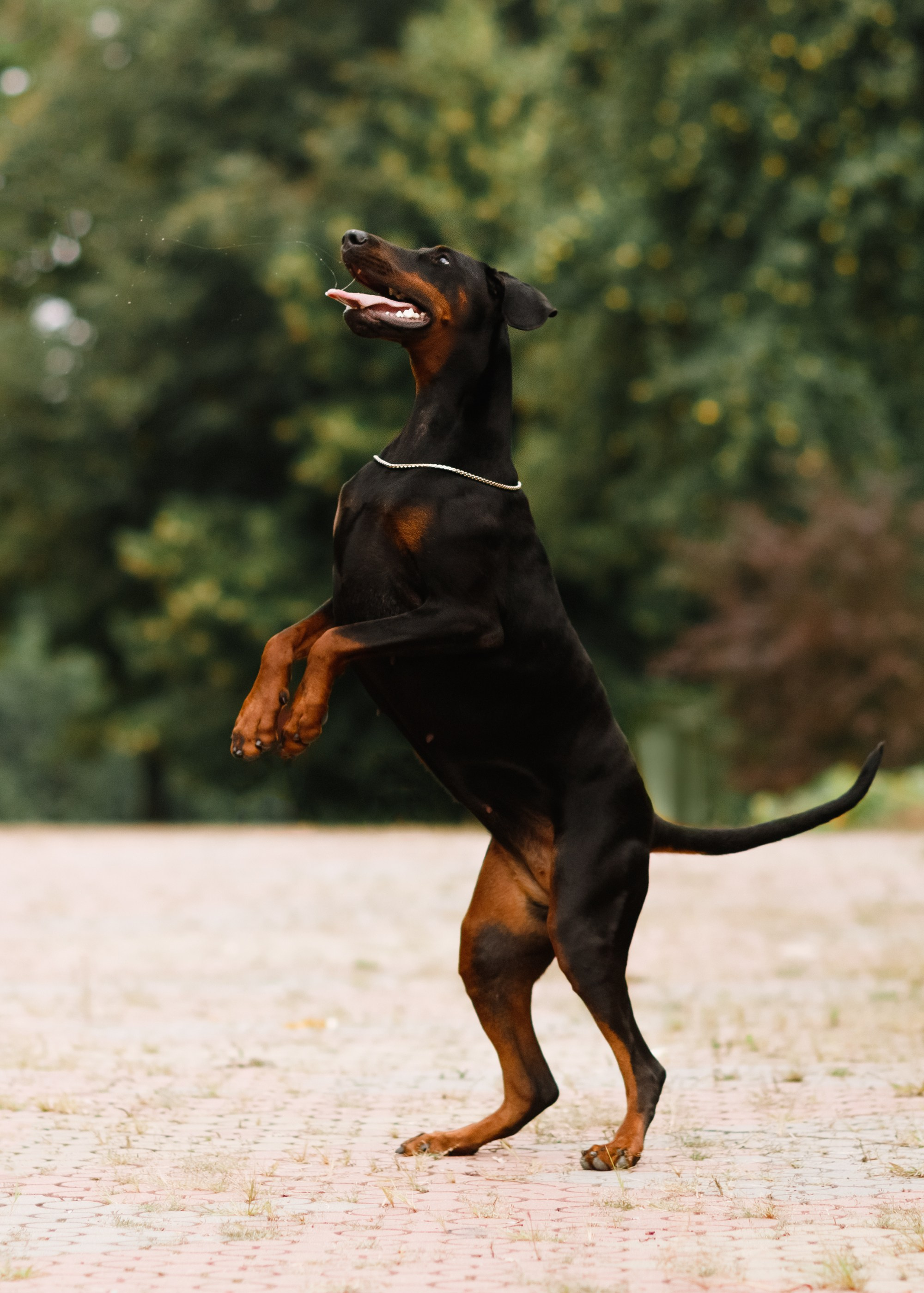 Dog shows | the best ones. Kaja | fotograf psów we Wrocławiu