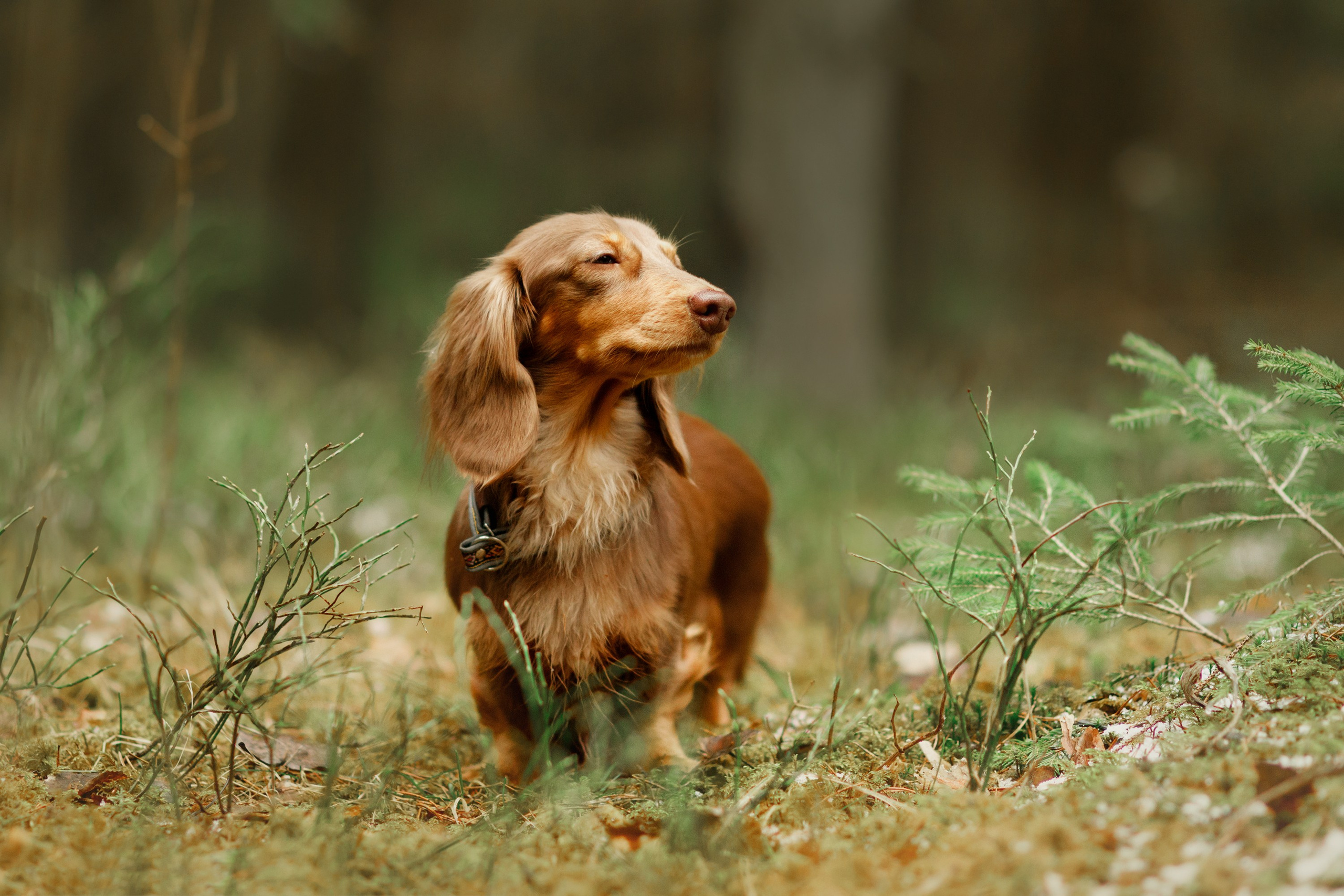Corgi kennel & some other dogs in the forest. Kaja | fotograf psów we Wrocławiu