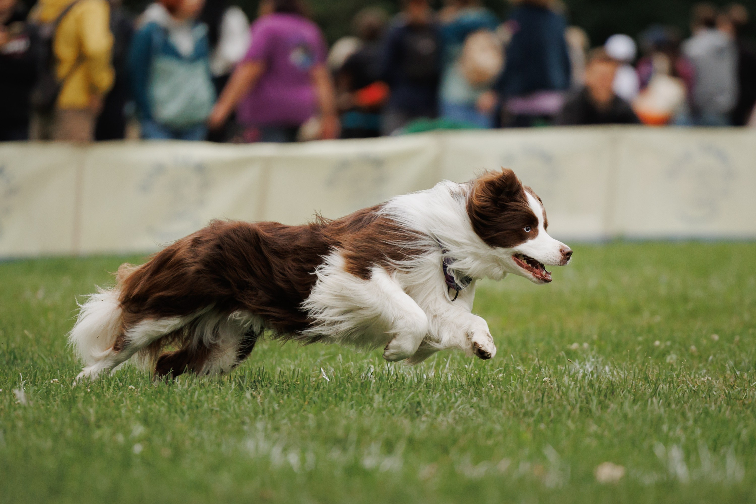 Latające psy, Wrocław'25. Kaja | fotograf psów we Wrocławiu