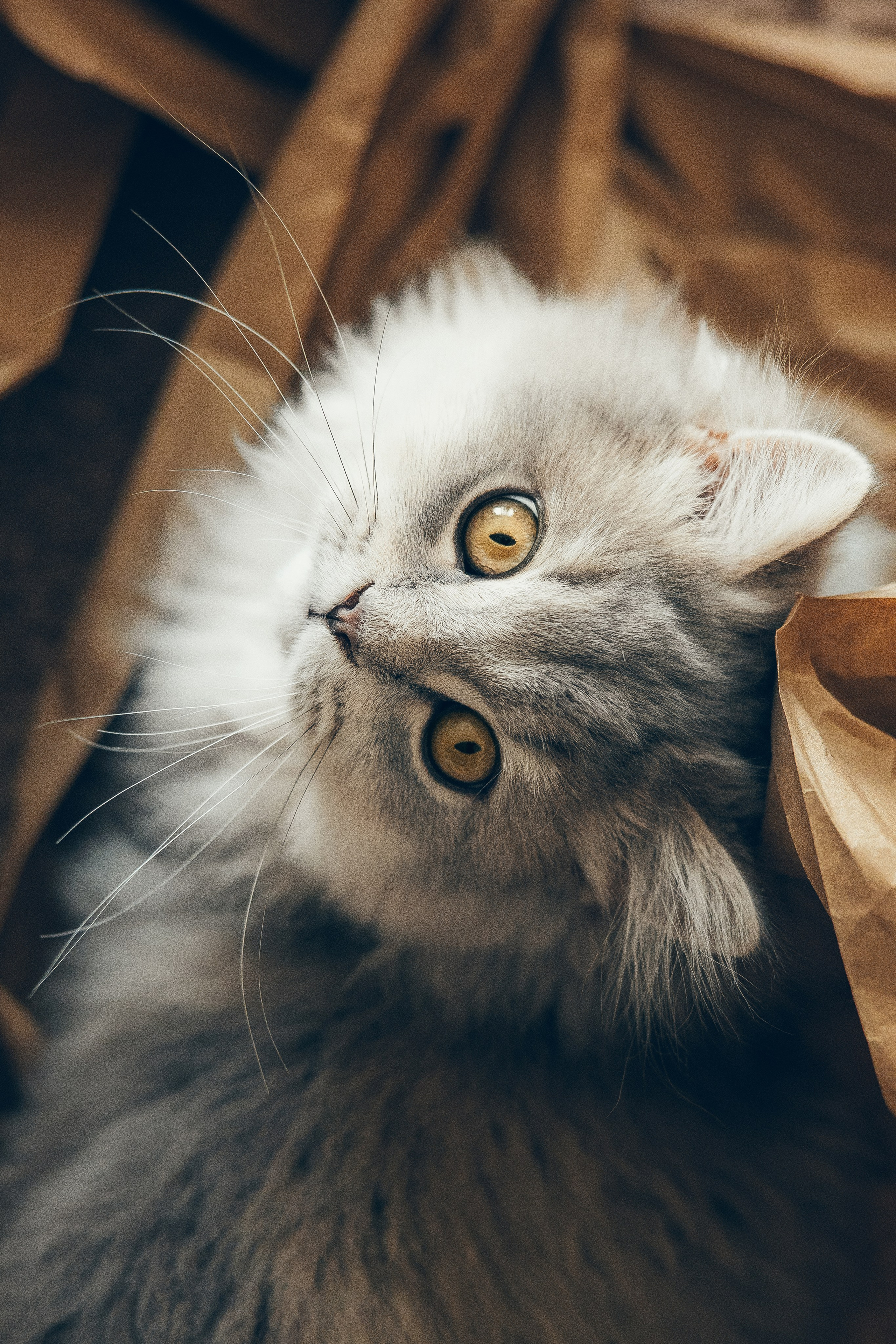 Cat Mars. Family and children’s photographer and videographer in Chicago