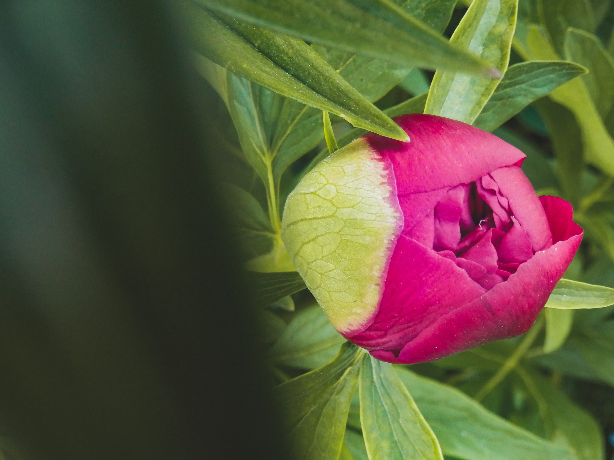 Peisaj /natura. Daniel Criste Fotograf
