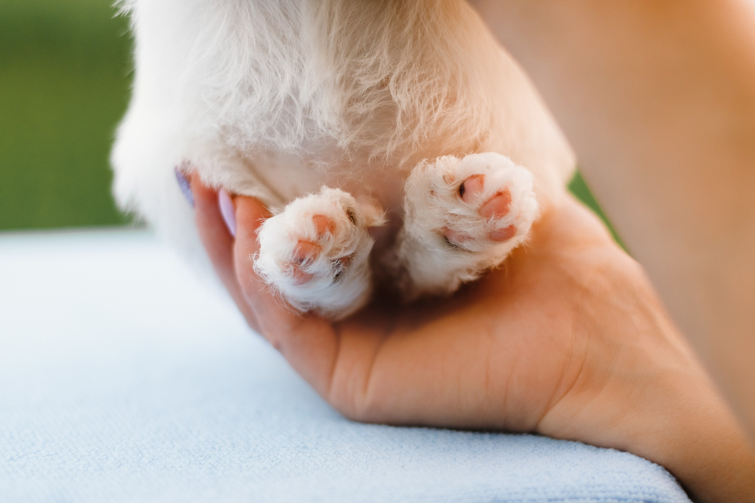 Jack russel puppies. Kaja | fotograf we Wrocławiu | ludzie i psy