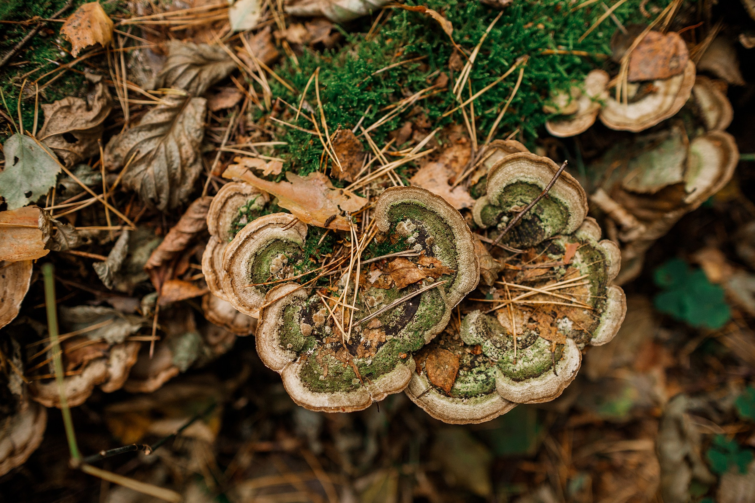 «Kasmach» dogs ammunition. Kaja | fotograf we Wrocławiu | ludzie i psy