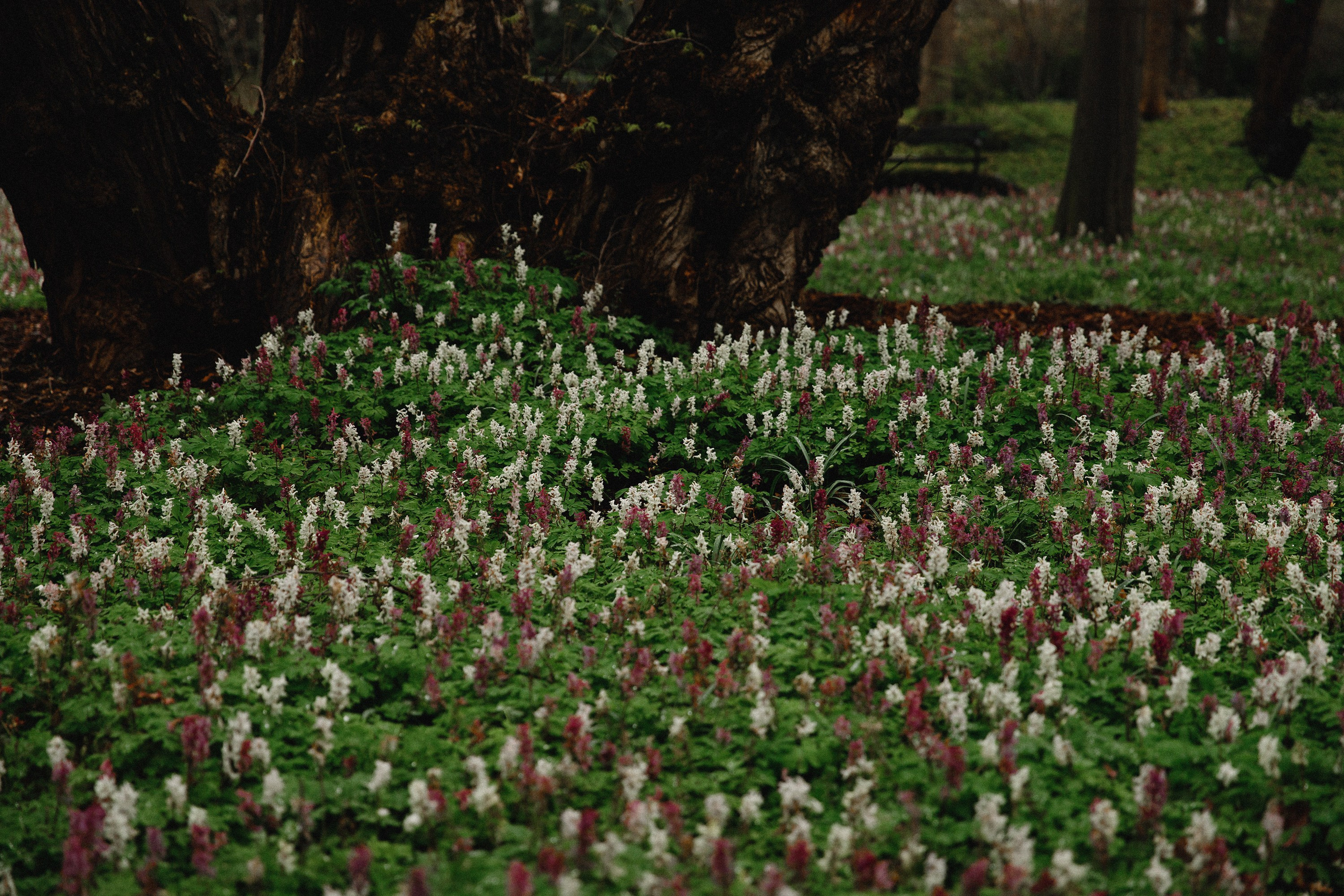 Botanical garden in Wroclaw. Kaja | fotograf we Wrocławiu | ludzie i psy