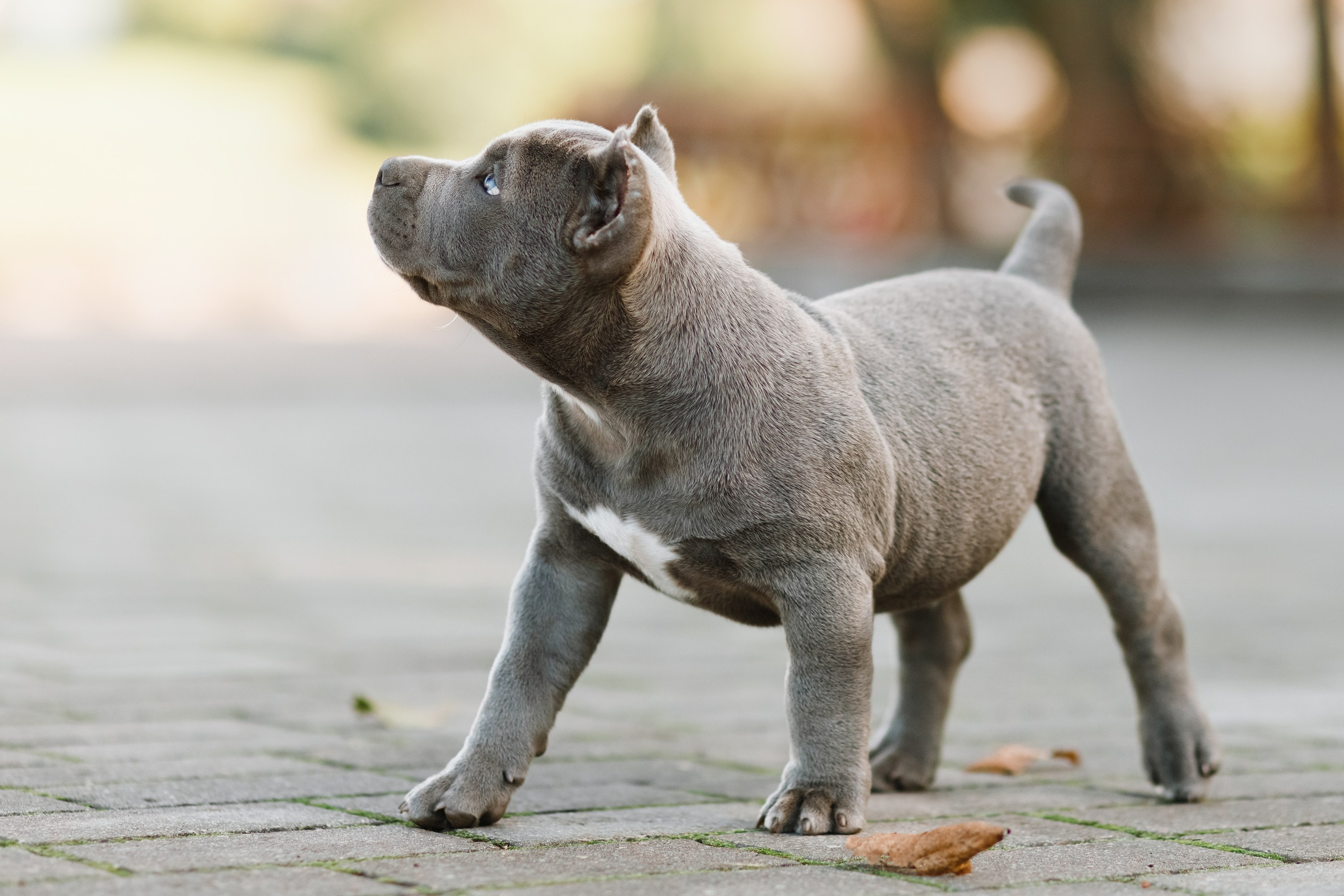 Bullie puppies. Kaja | fotograf we Wrocławiu | ludzie i psy