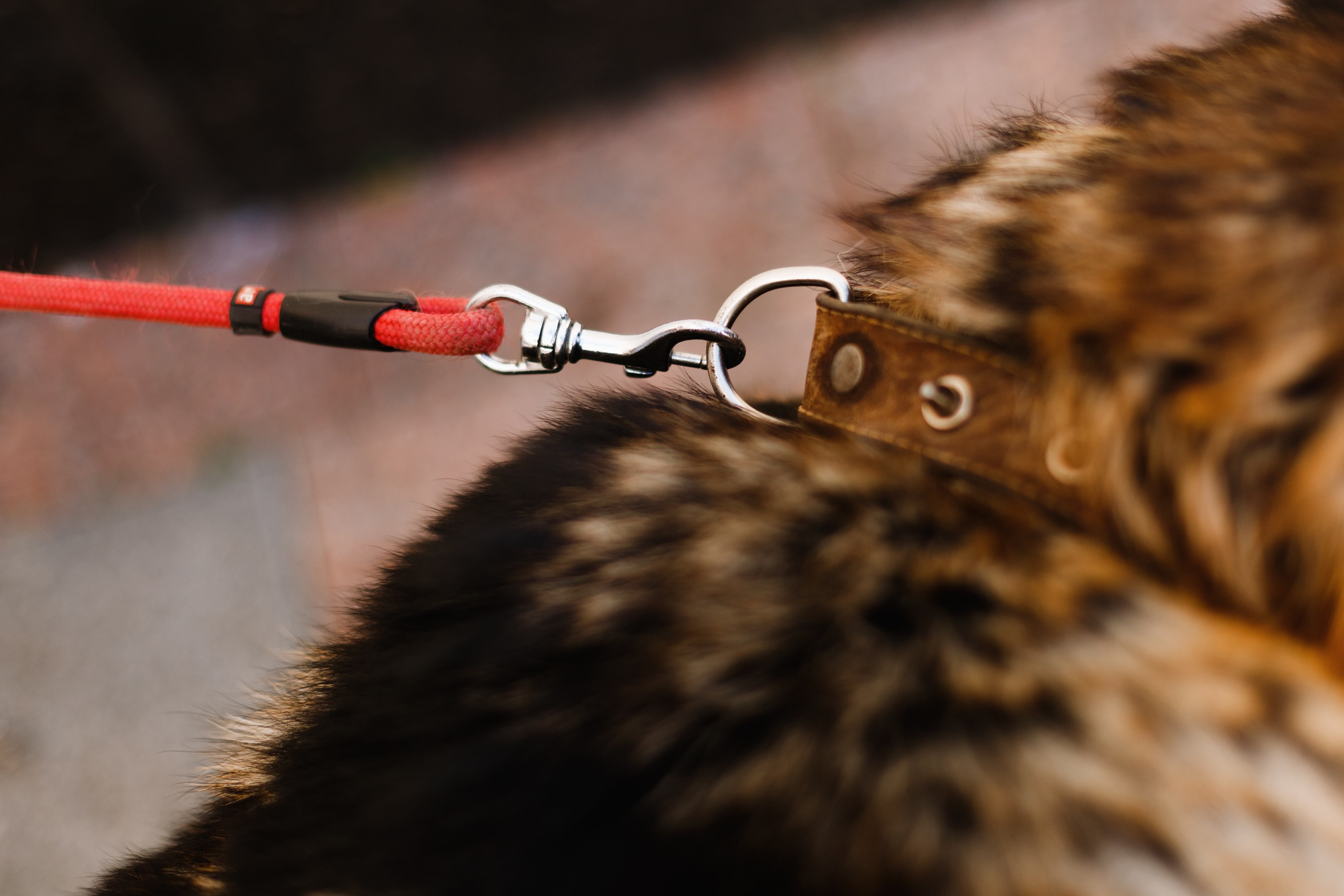 Dog trainer blog content. Kaja | fotograf we Wrocławiu | ludzie i psy