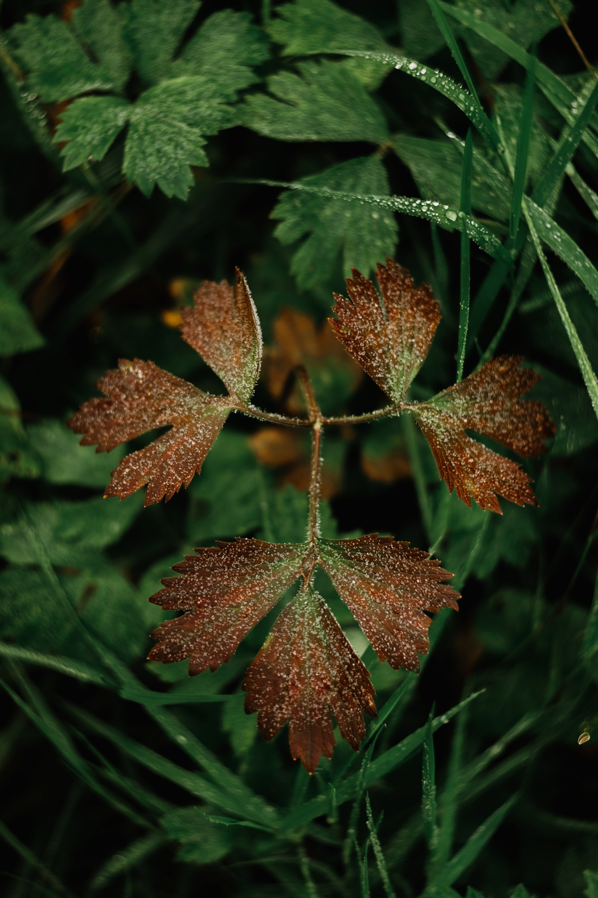 Grodno. Kaja | fotograf we Wrocławiu | ludzie i psy