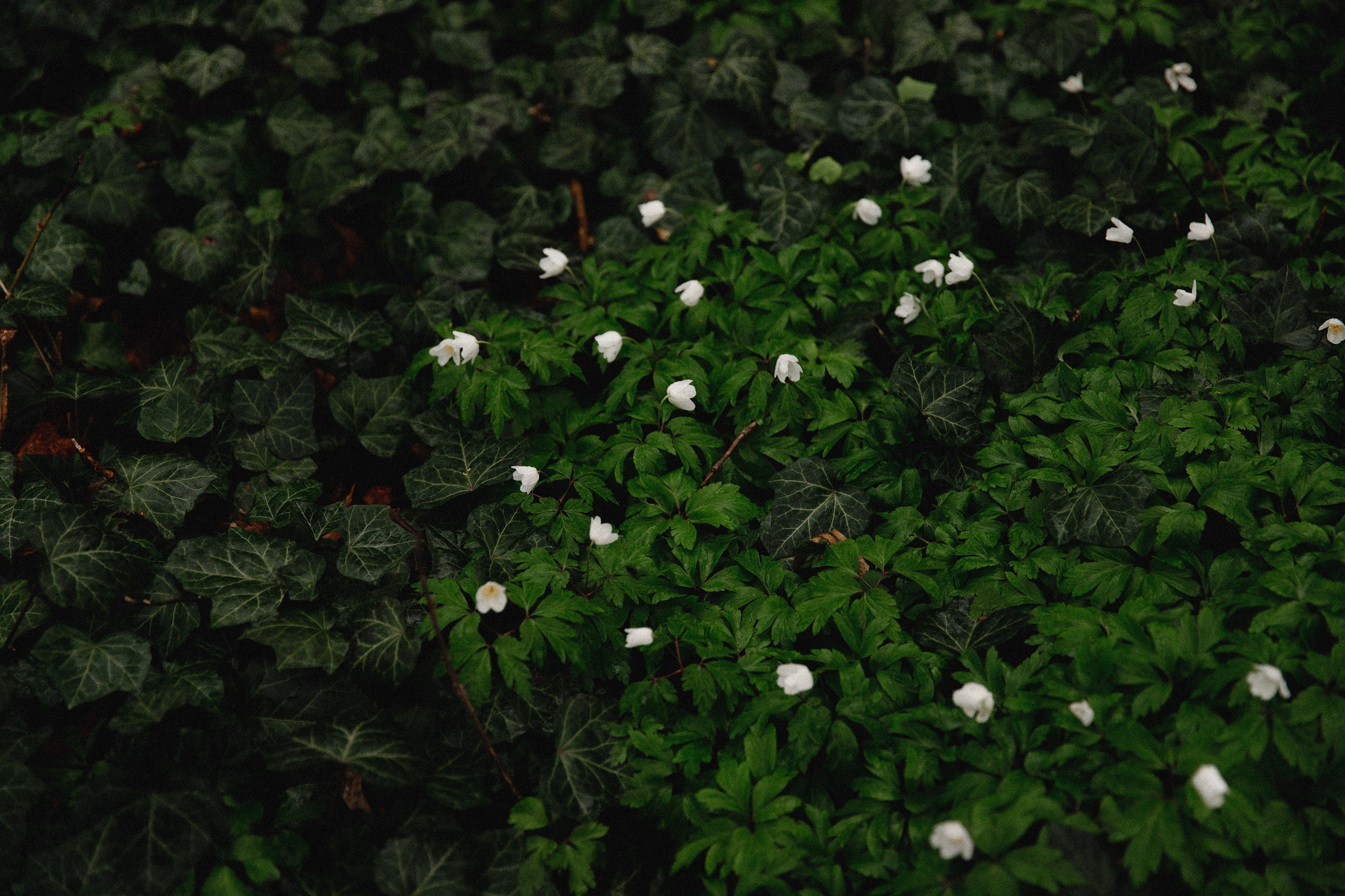 Botanical garden in Wroclaw. Kaja | fotograf we Wrocławiu | ludzie i psy