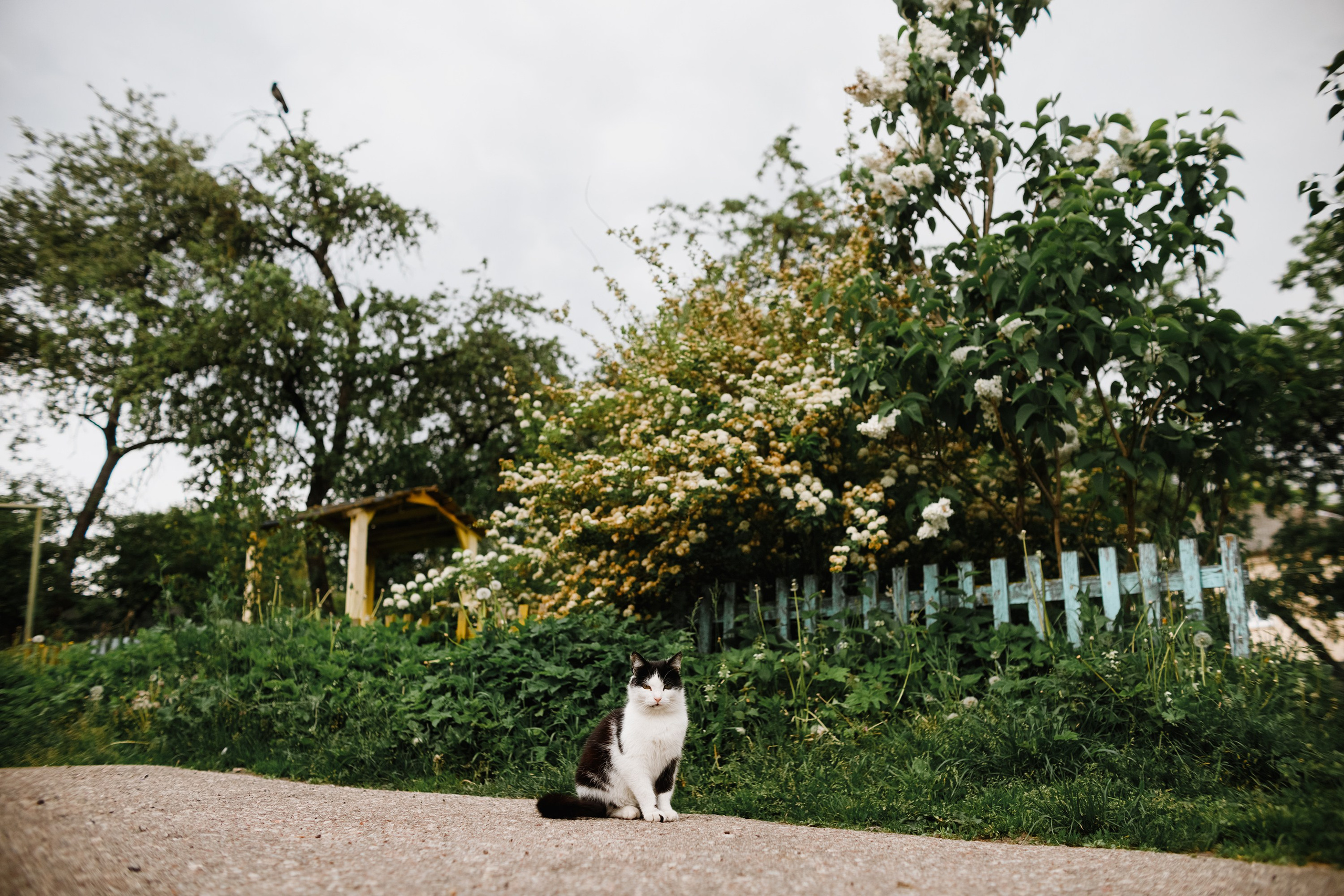 Grodno. Kaja | fotograf we Wrocławiu | ludzie i psy