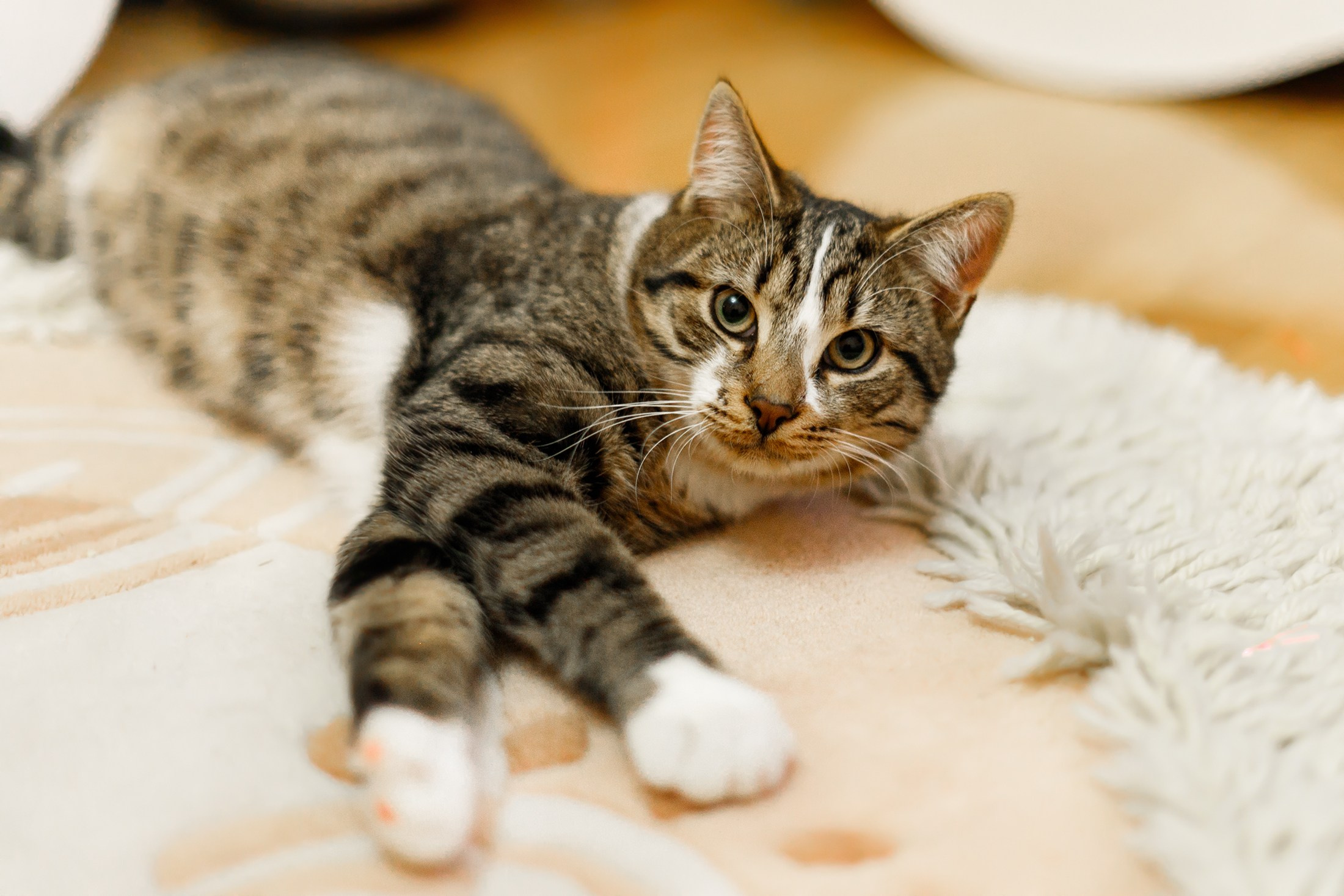 Cats for adoption. Kaja | fotograf we Wrocławiu | ludzie i psy