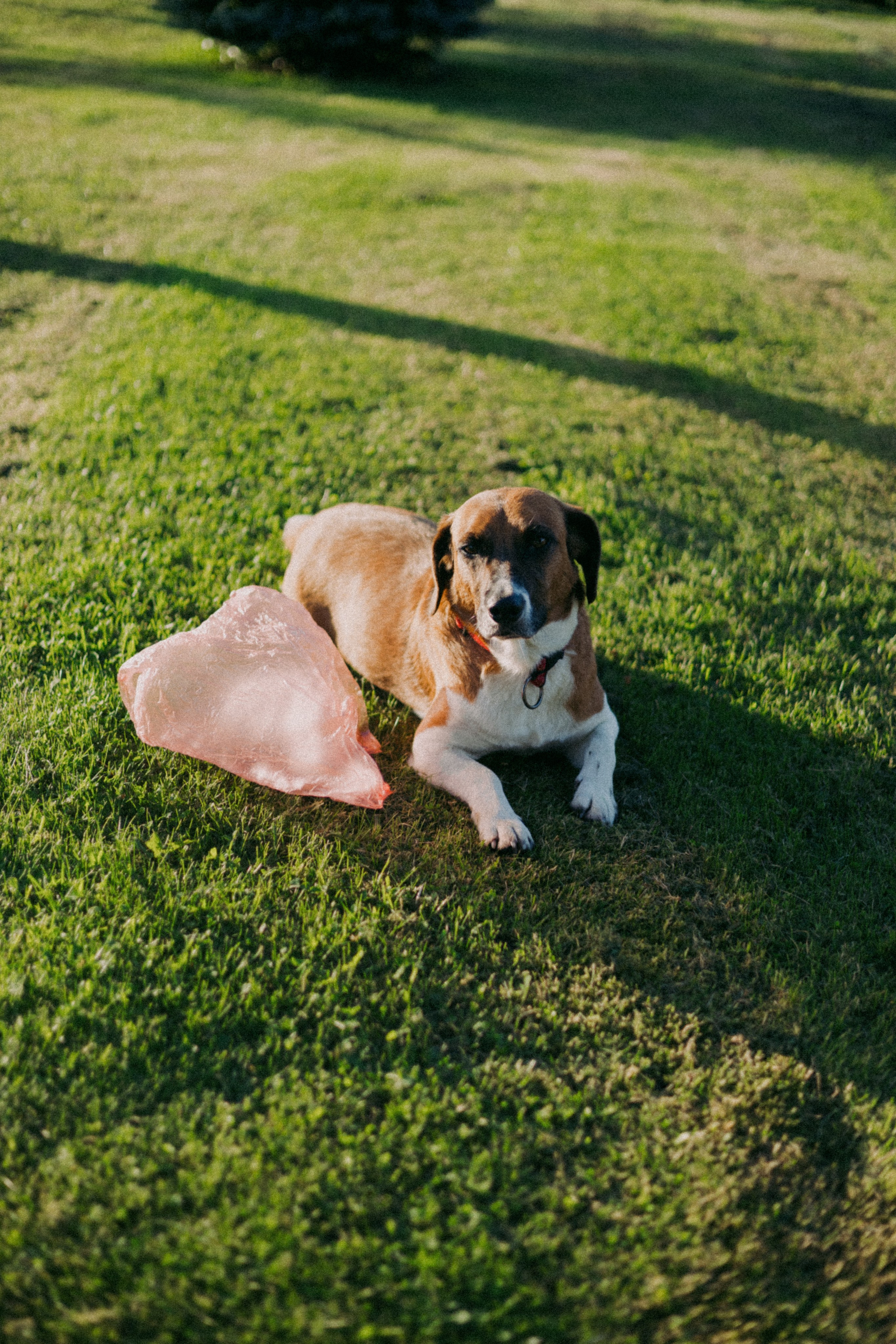 Vasara sode. Портретный фотограф Александра Самозванова