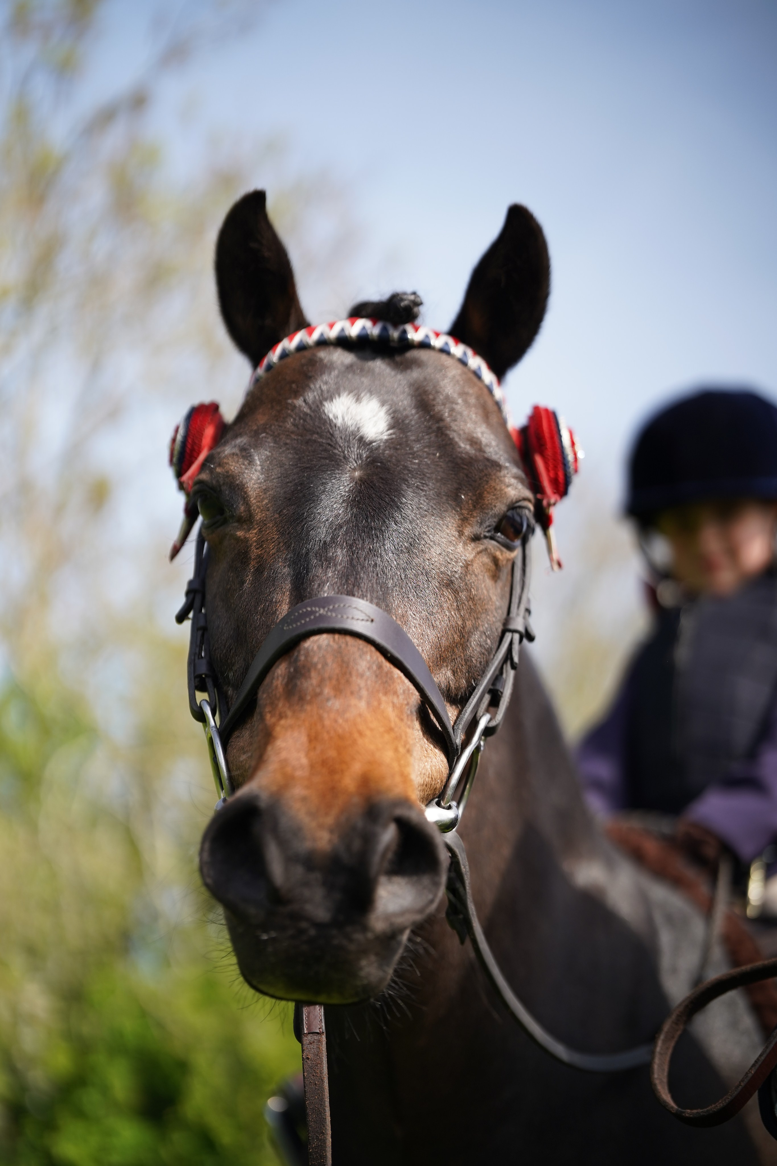 Headshots. Leicestershire Equine Photography by El | Authentic Equine Portraits & Events
