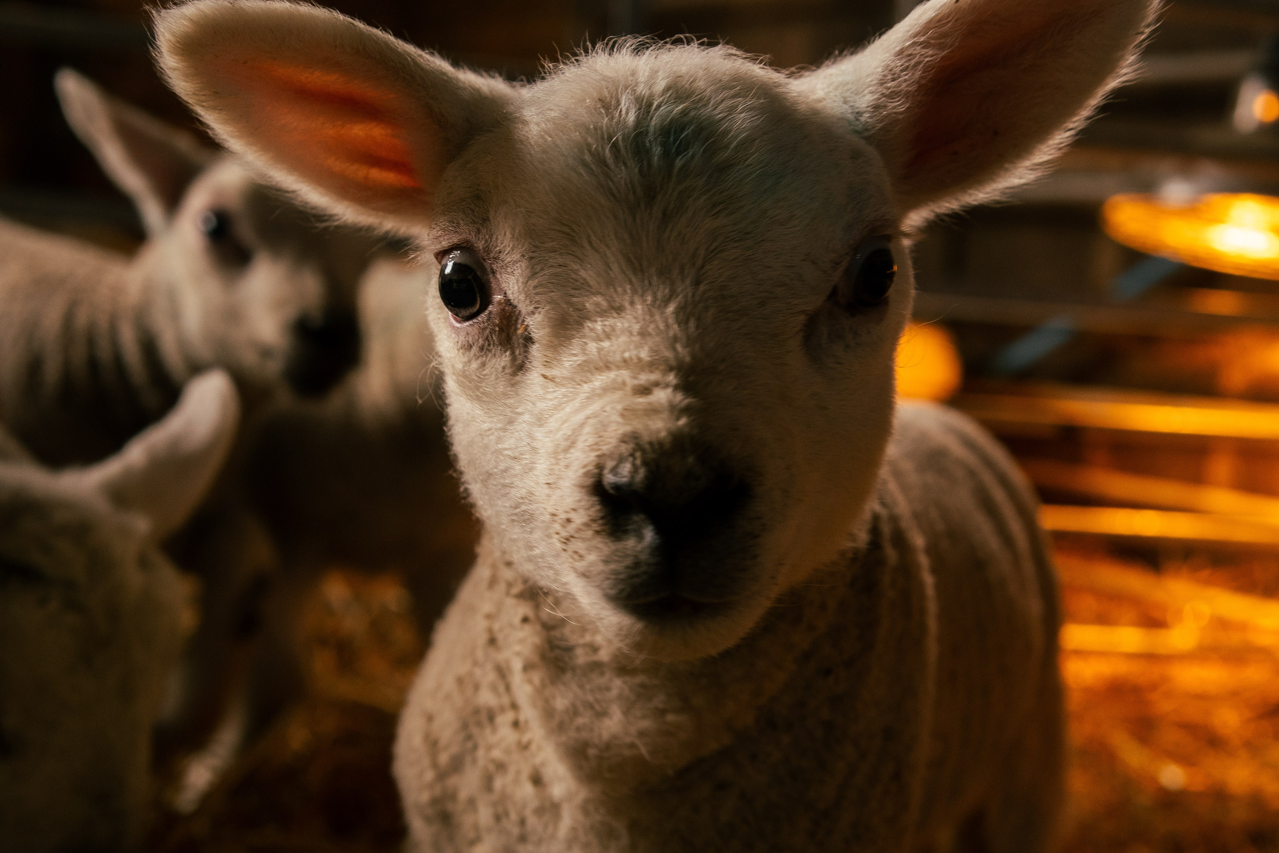 Farming. Ryan Hewitt Photographer