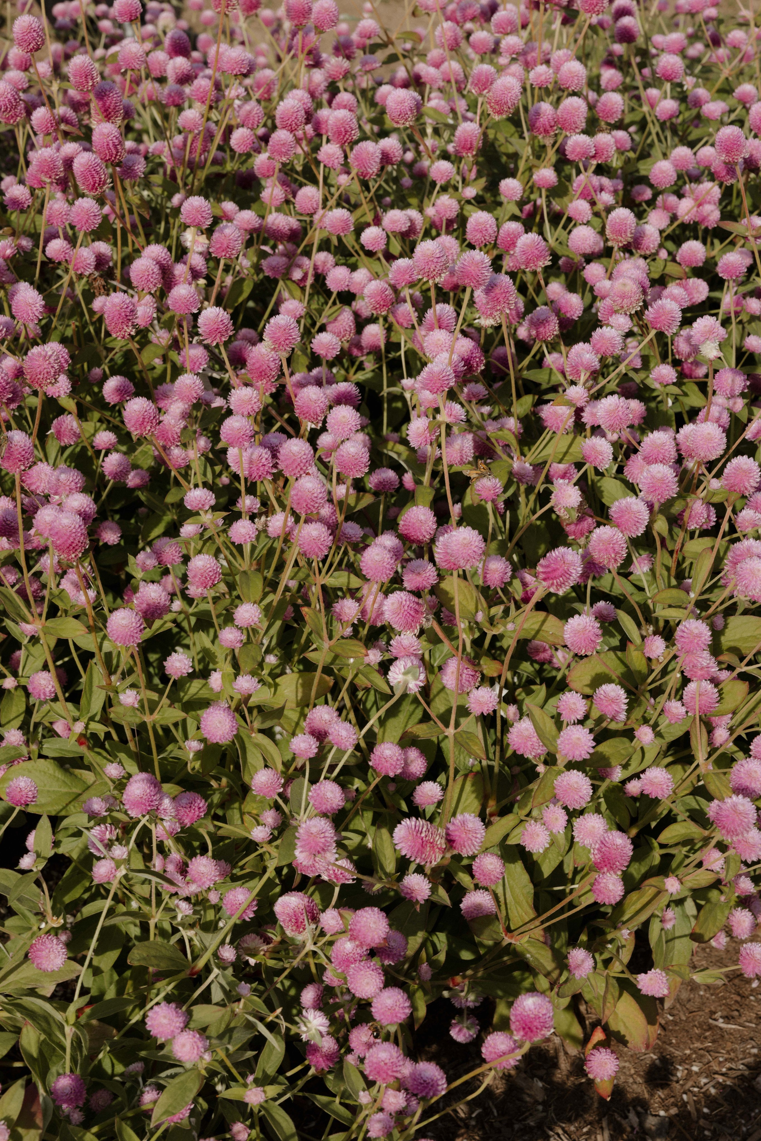 Yung & Cynia — Eolia Mansion Wedding. Rhode Island Wedding Photographer Tati Simpson