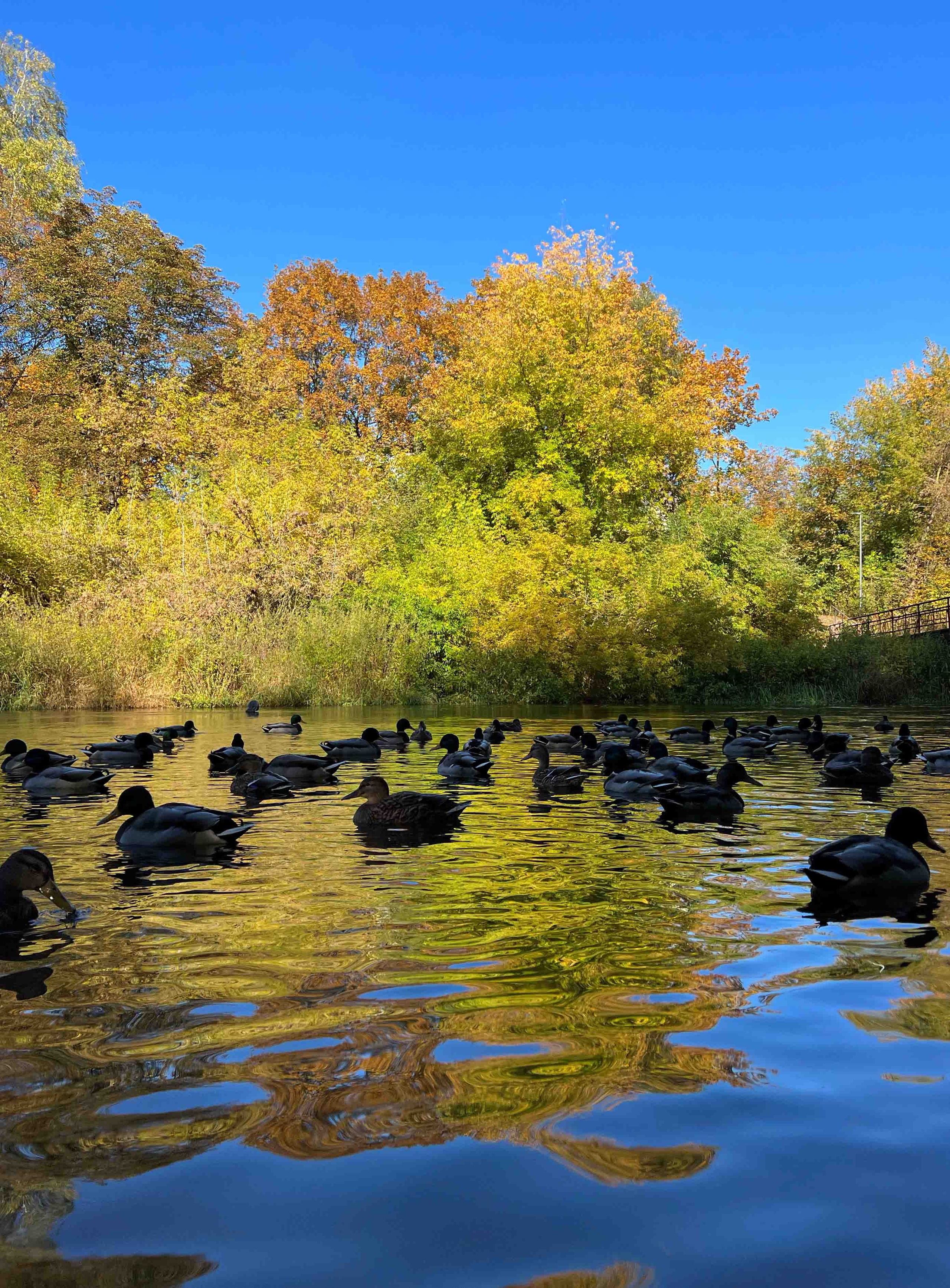 Best Autumn Photoshoot Locations in Vilnius: Top Spots to Capture the Fall Colors. Framed by Evelina | Destination Wedding Photographer from Lithuania | Europe
