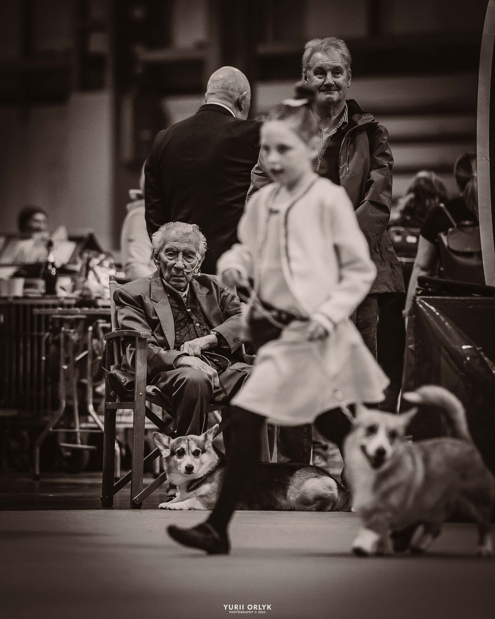 Dog Shows. Yurii Orlyk Photography