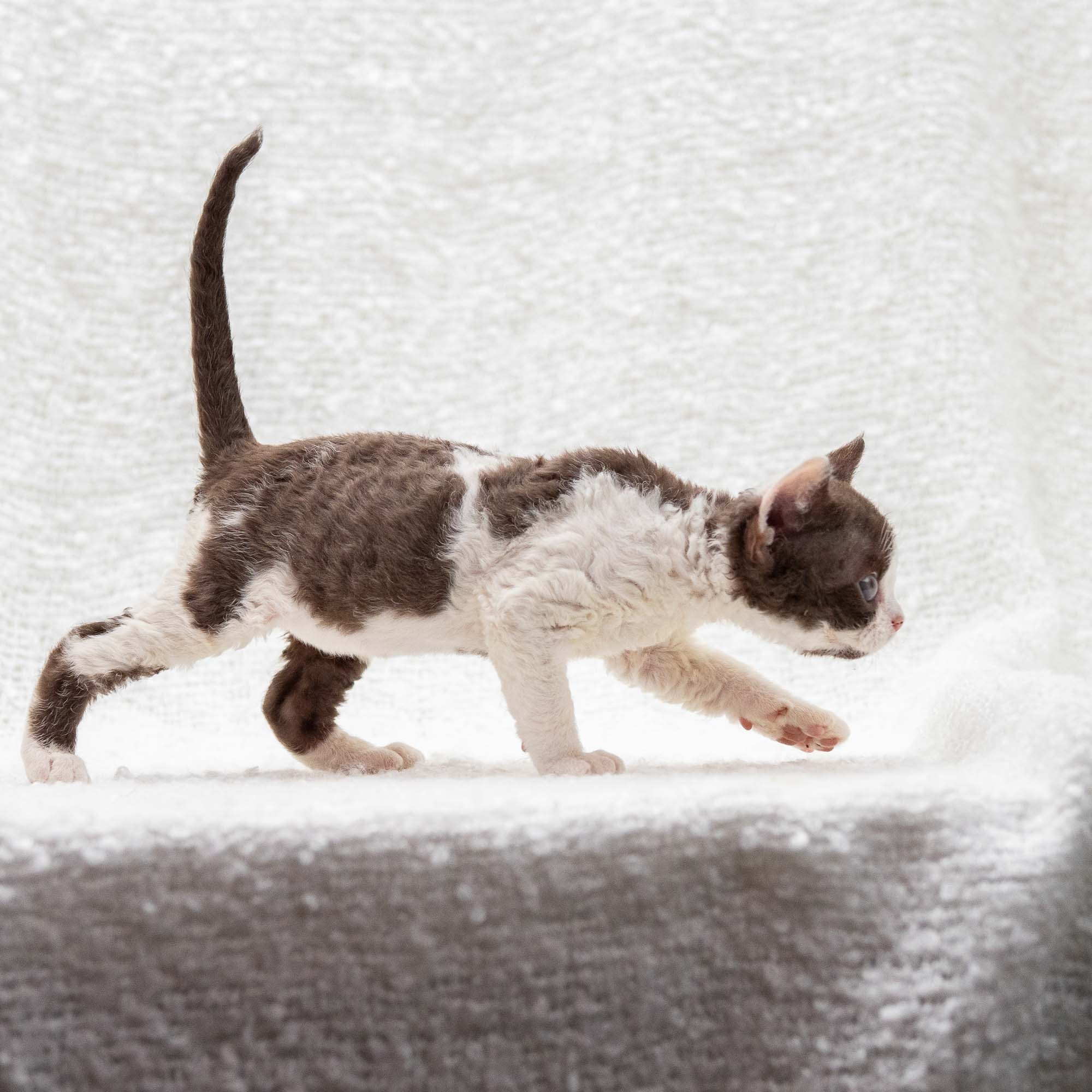 Henry,  boy, born 04.20.25. Devon Rex Pixie Cattery