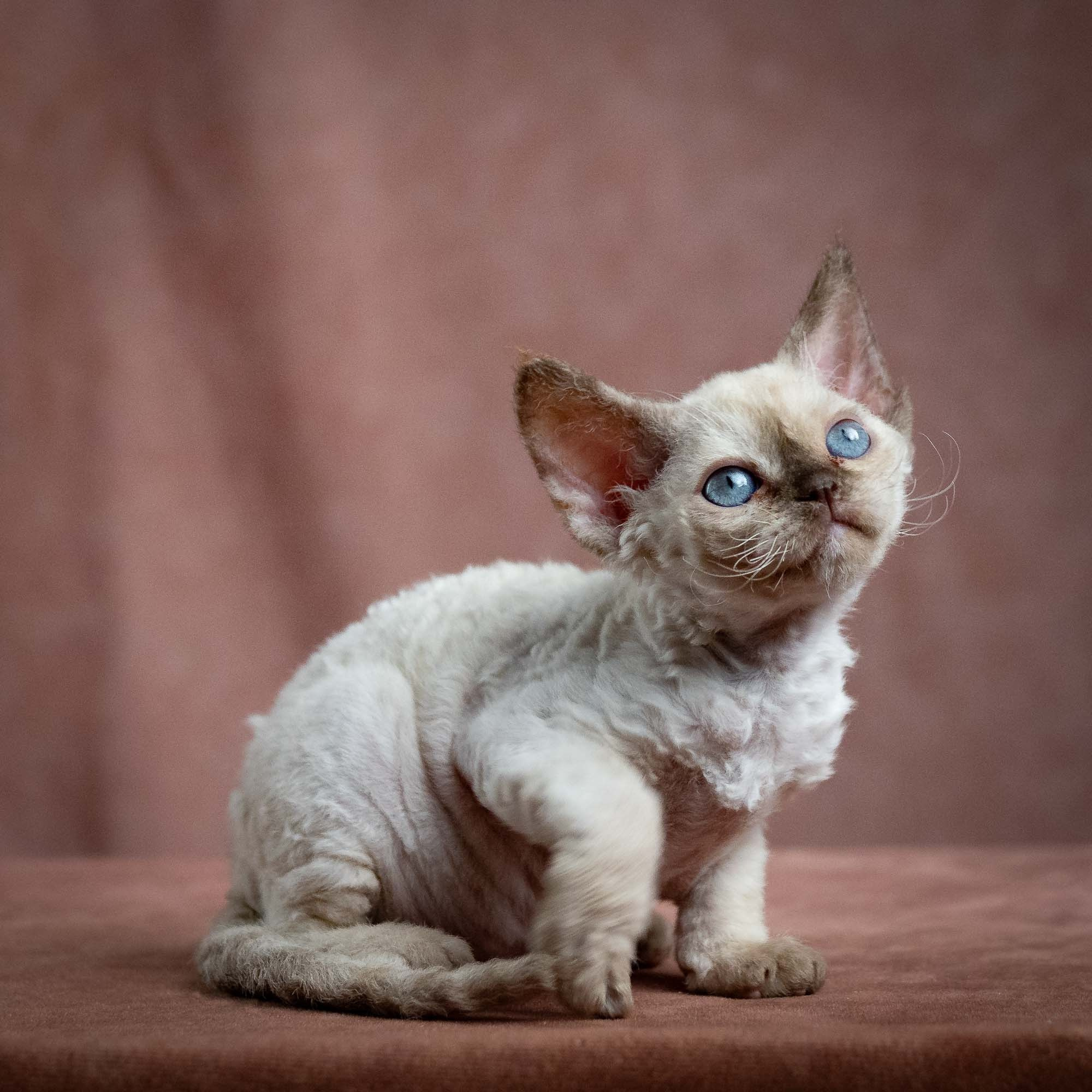 Luna, girl, born 12.20.2025. Devon Rex Pixie Cattery