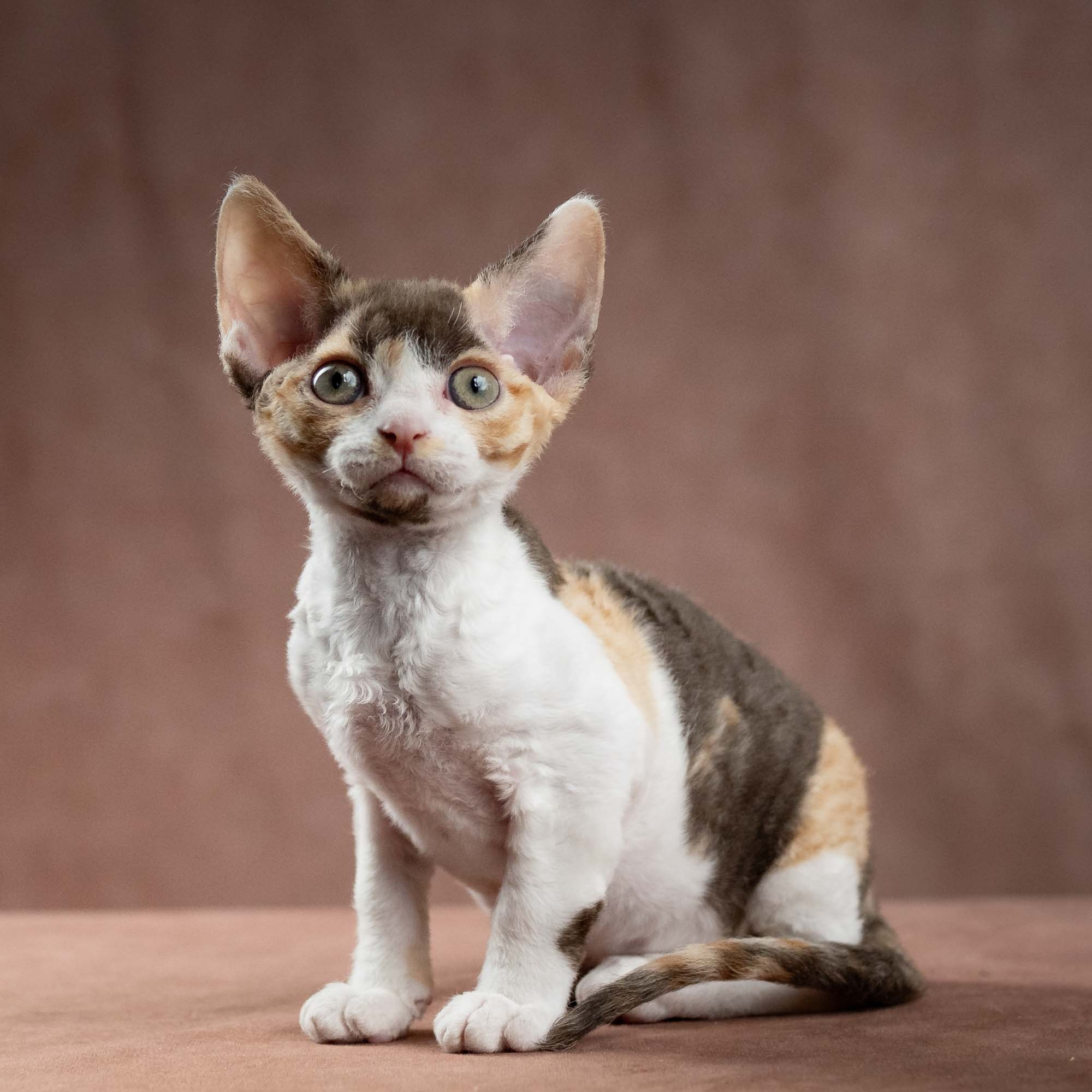 Dixie, girl, born on 06.06.24 SOLD. Devon Rex Pixie Cattery