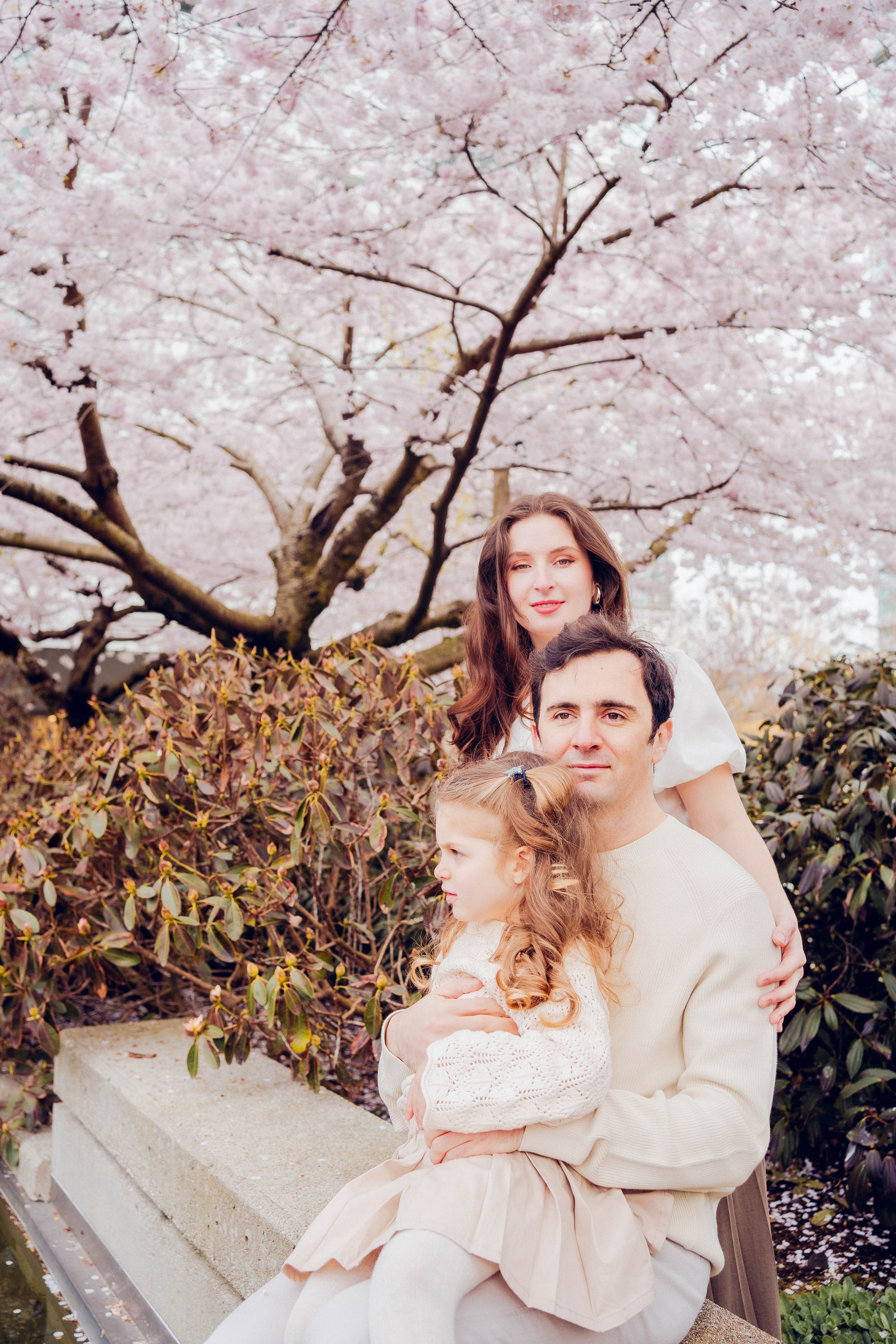 Cherry blossom. Main