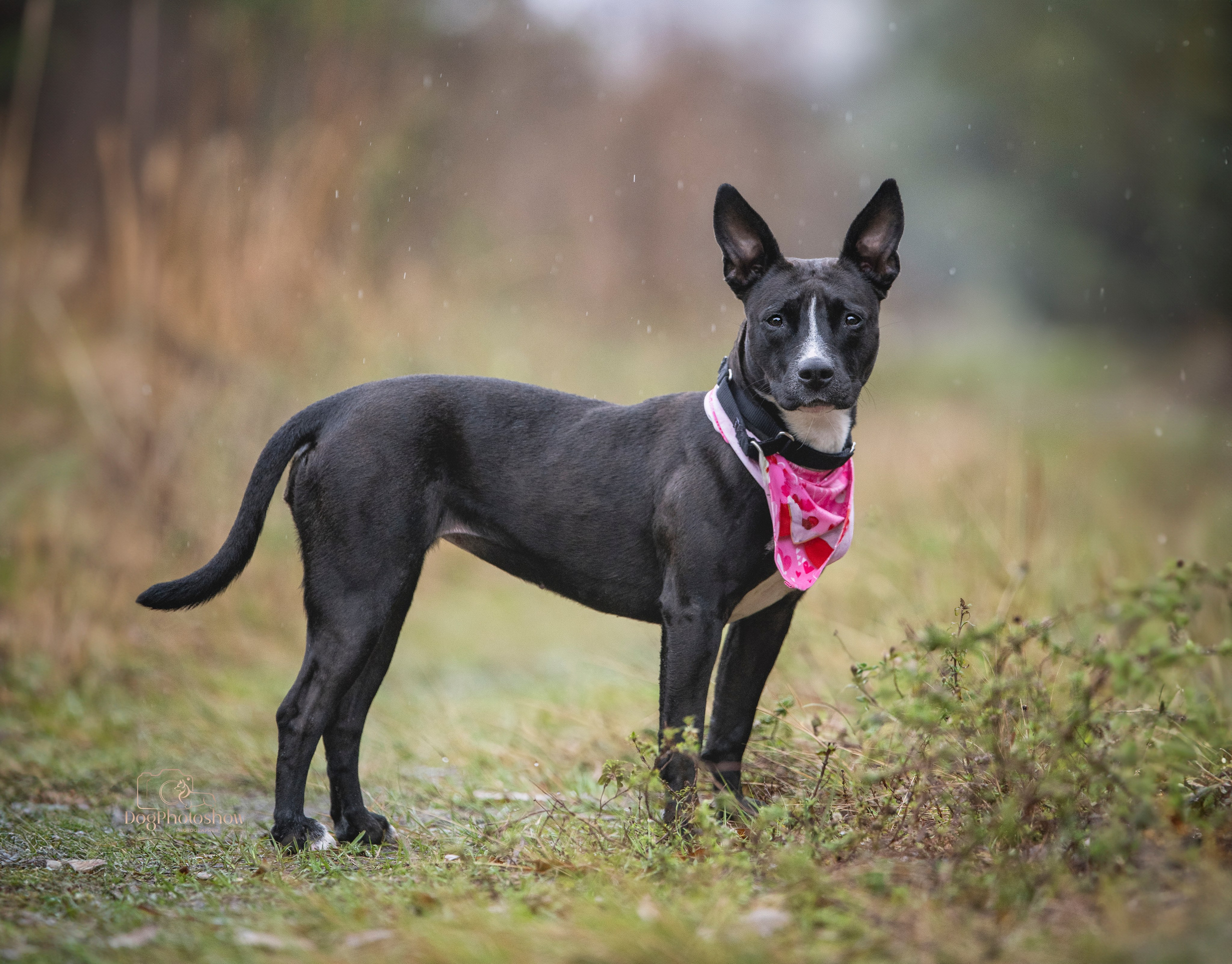 📸 3. Katerina Royter Pet Photographer North Florida