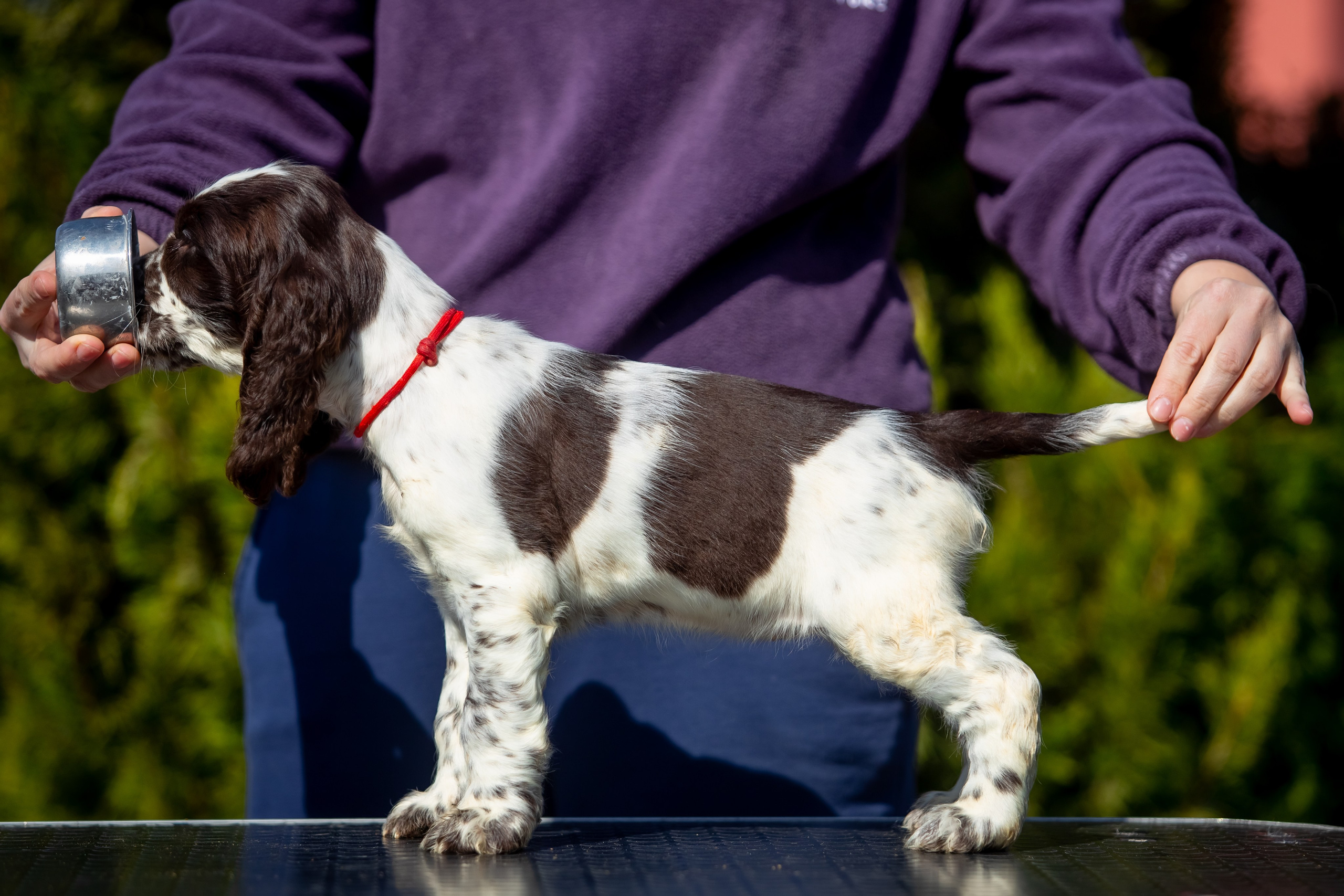 Female — Red collar ❤️. Website of the titled stud dog of the Springer Spaniel breed