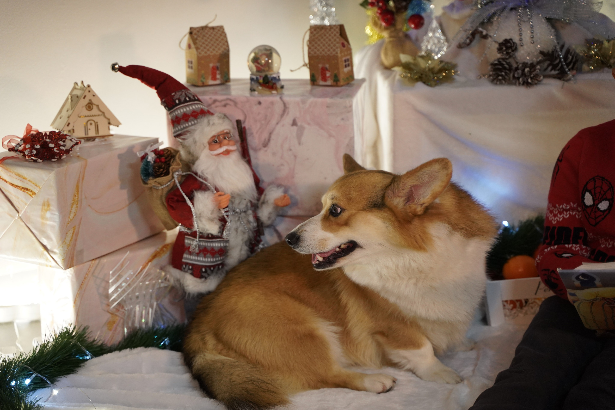 Волшебство под елкой. Фотограф. Визуал. Хайфа. Талья Цветкова