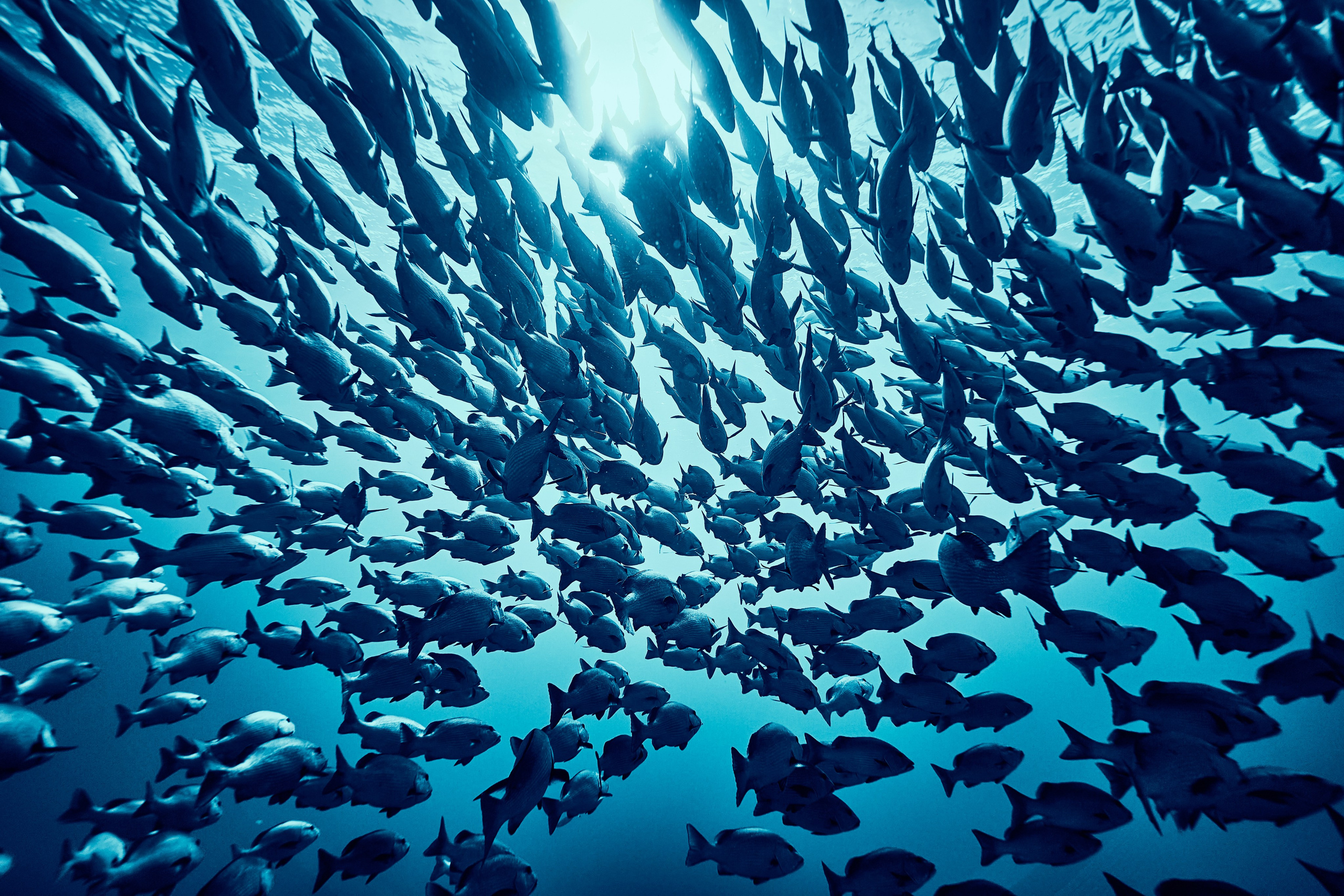 Mieszkańcy mórz. Andriej Szypilow — Photography & Videography