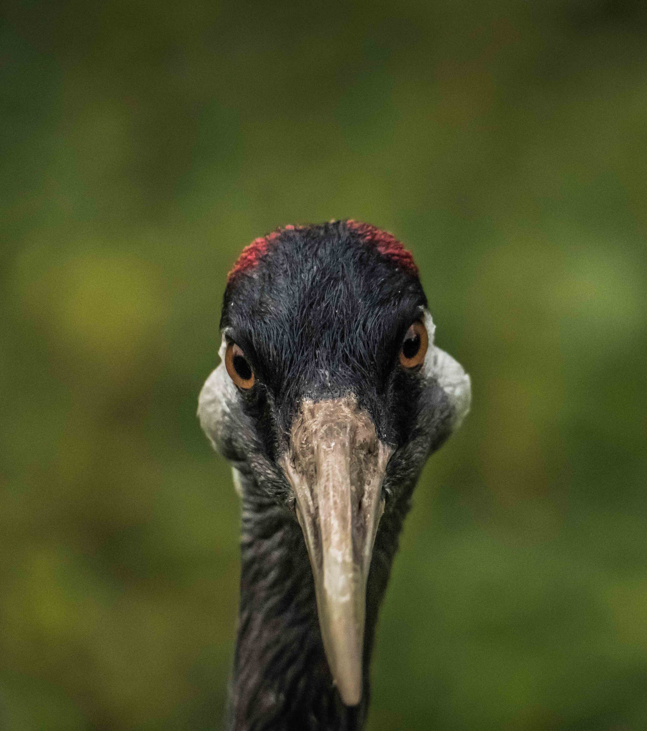 Animals. Evgeny Ignatik — street photographer | portraits