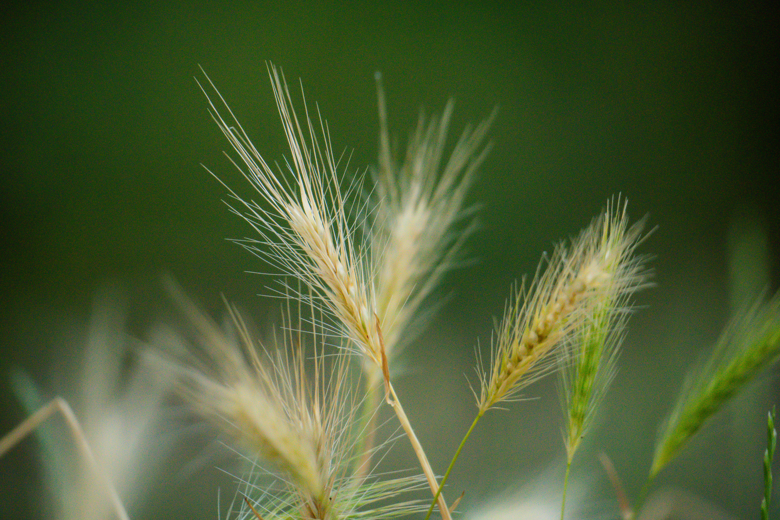 Flora. Evgeny Ignatik — street photographer | portraits