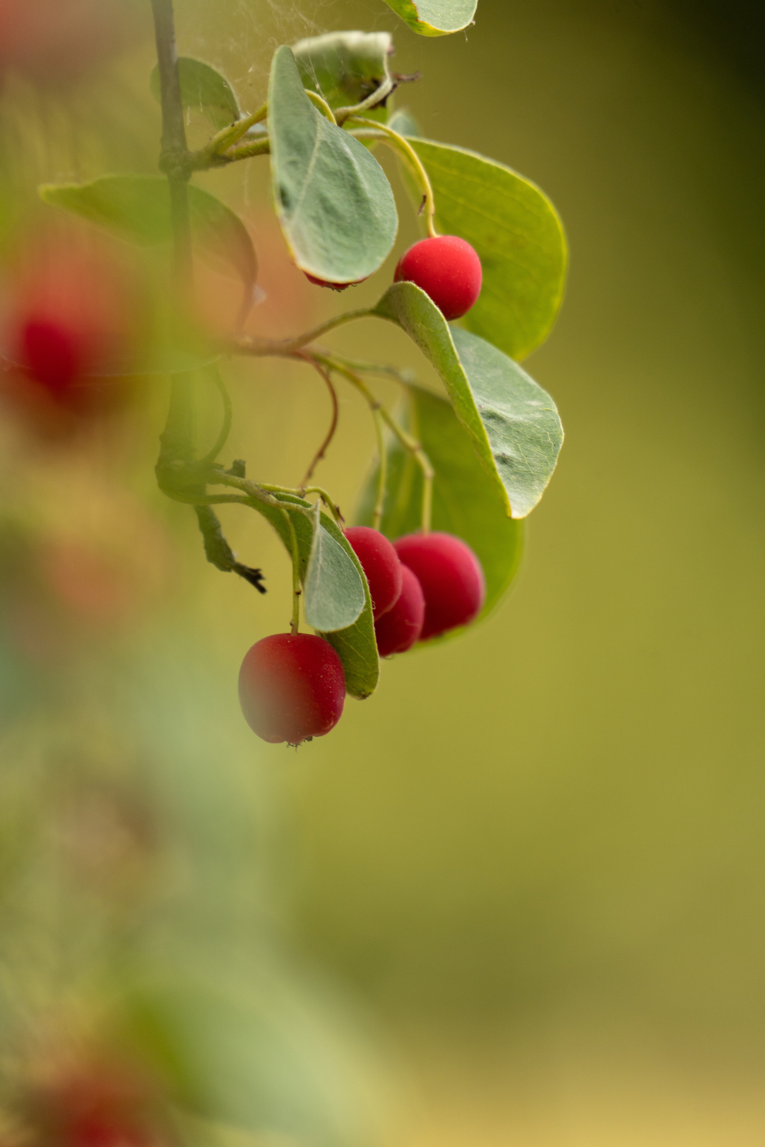 Flora. Evgeny Ignatik — street photographer | portraits