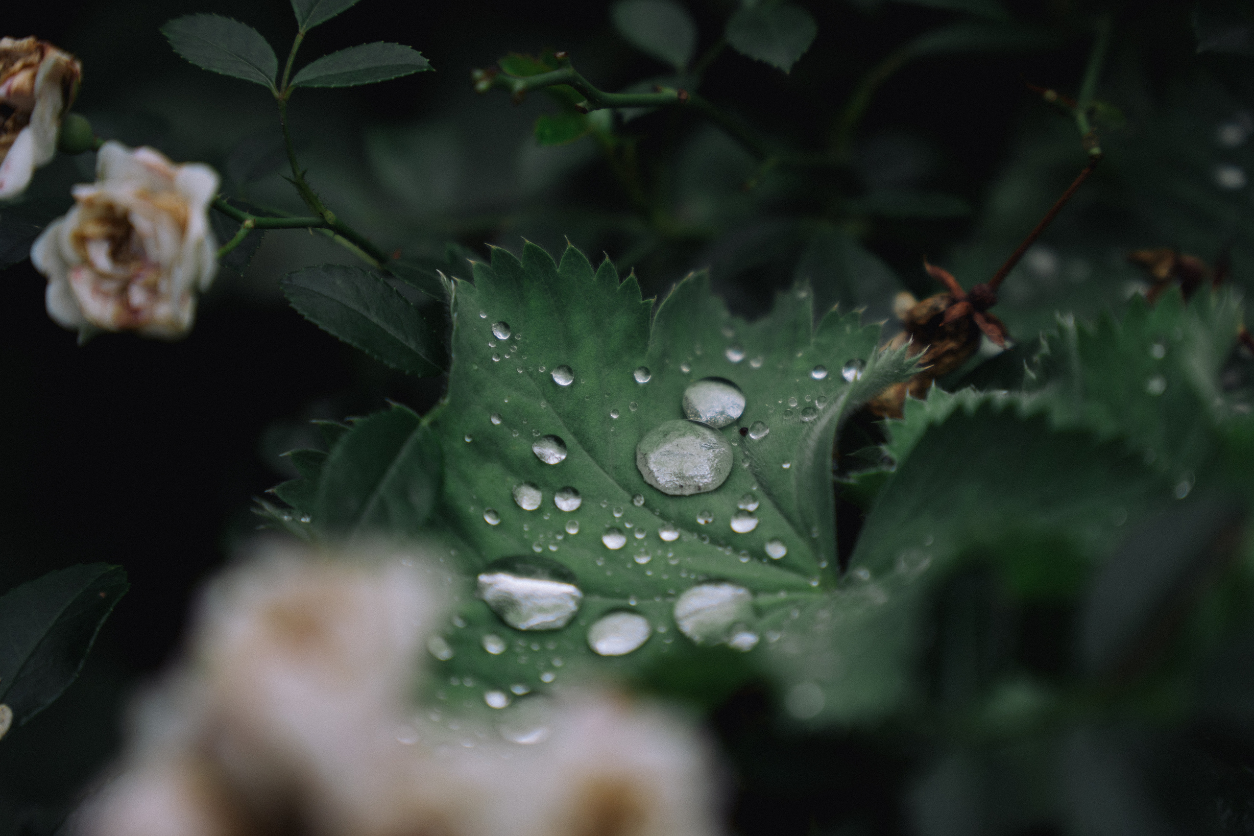 Flora. Evgeny Ignatik — street photographer | portraits