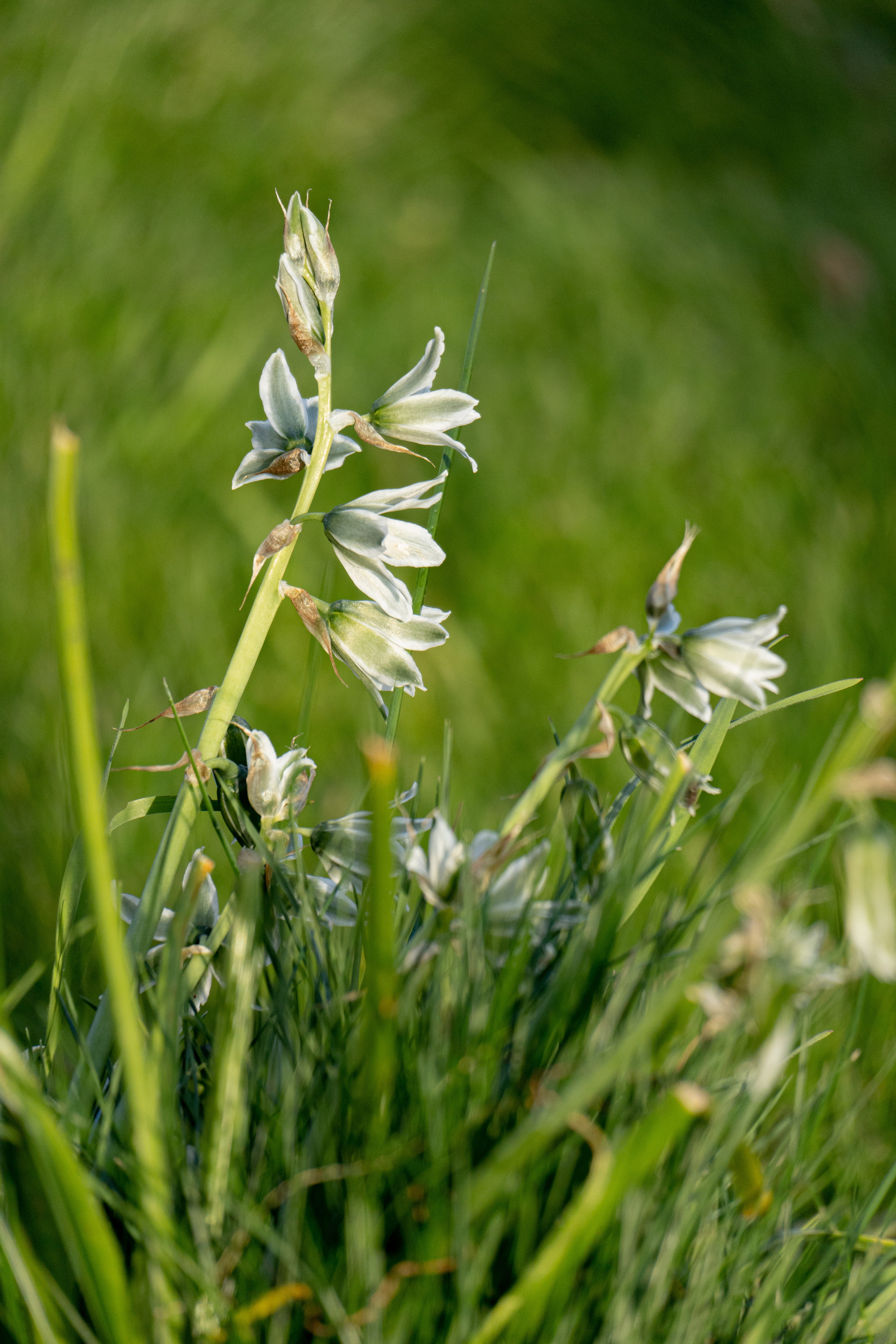 Flora. Evgeny Ignatik — street photographer | portraits
