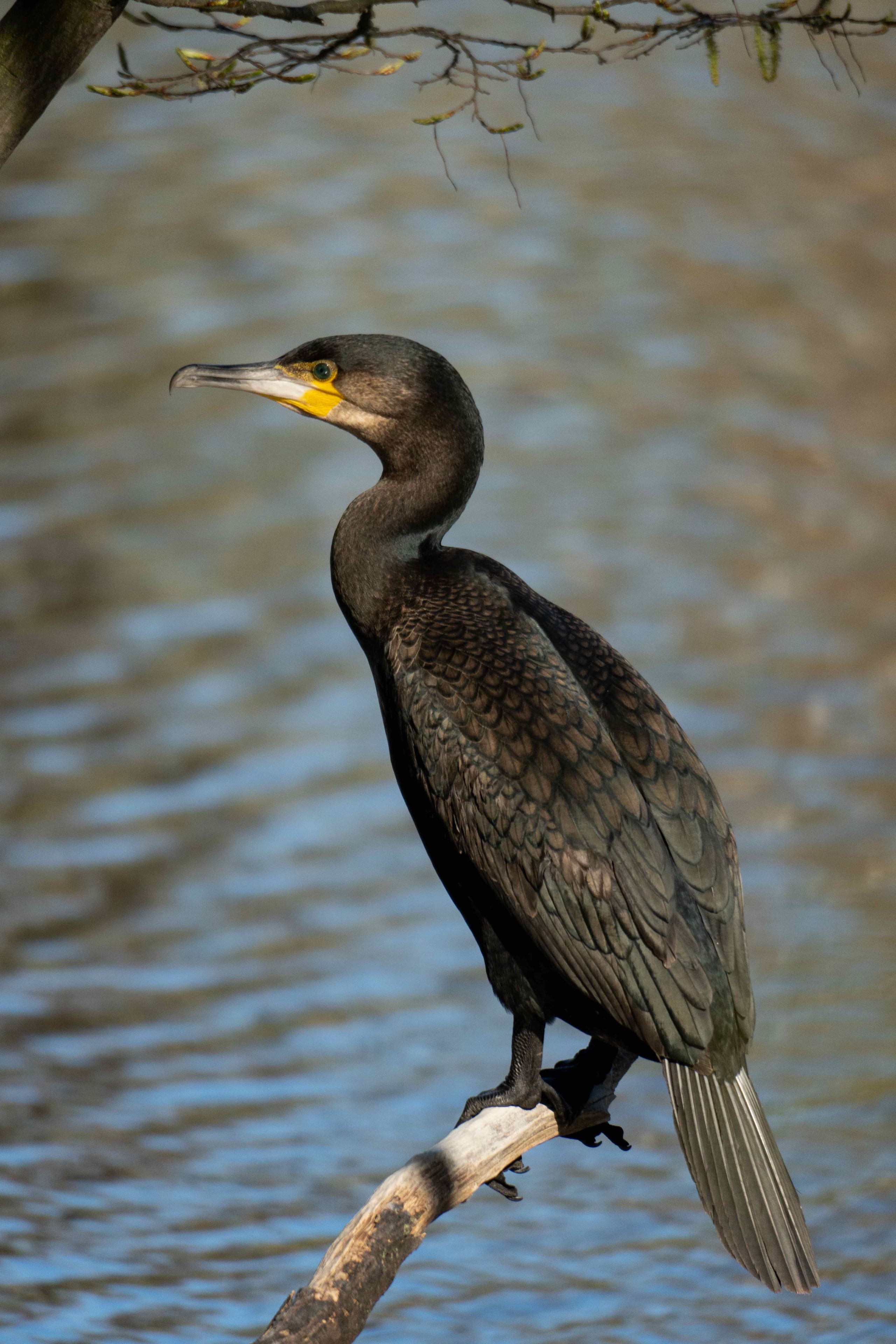 Animals. Evgeny Ignatik — street photographer | portraits