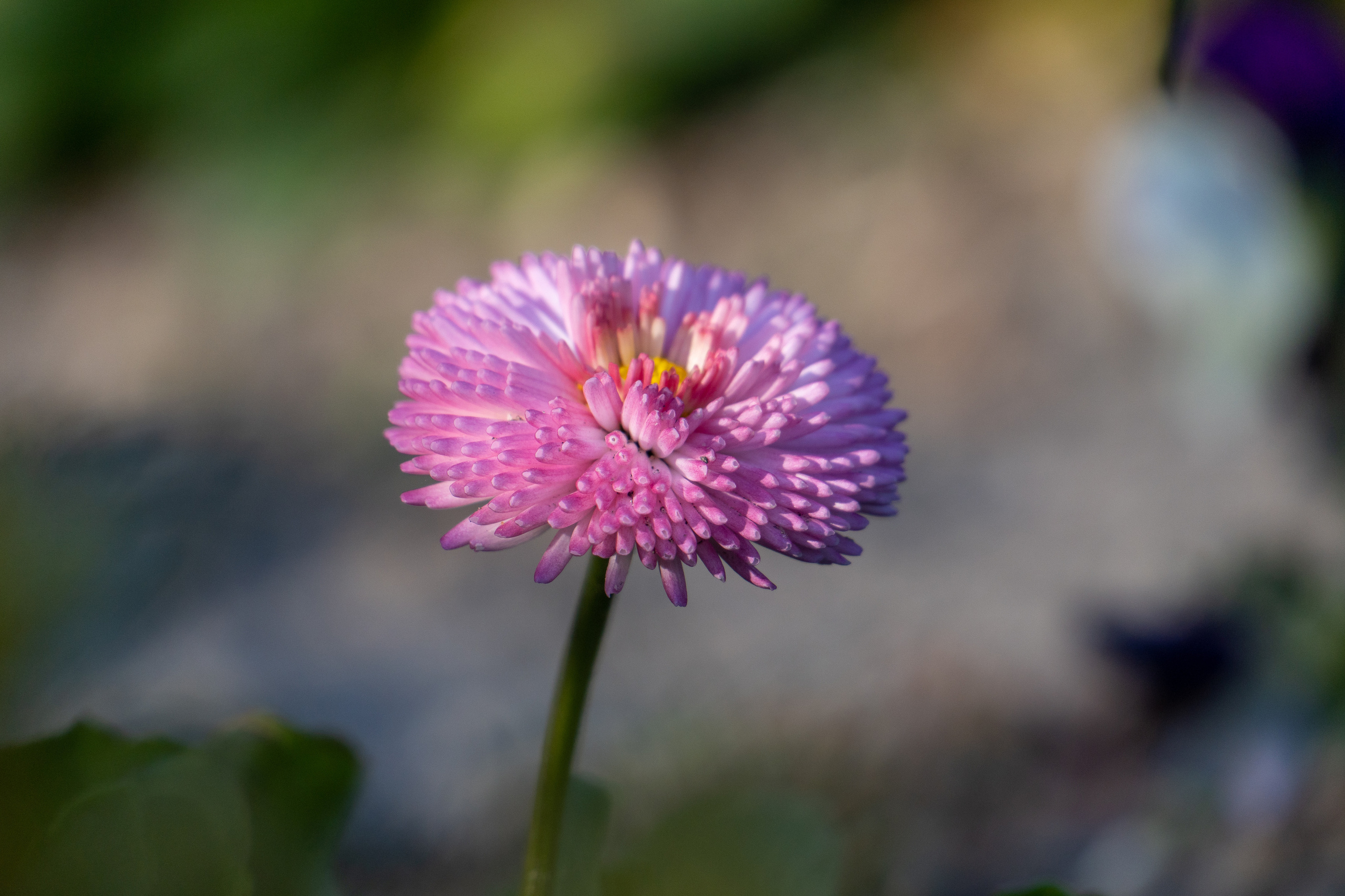 Flora. Evgeny Ignatik — street photographer | portraits
