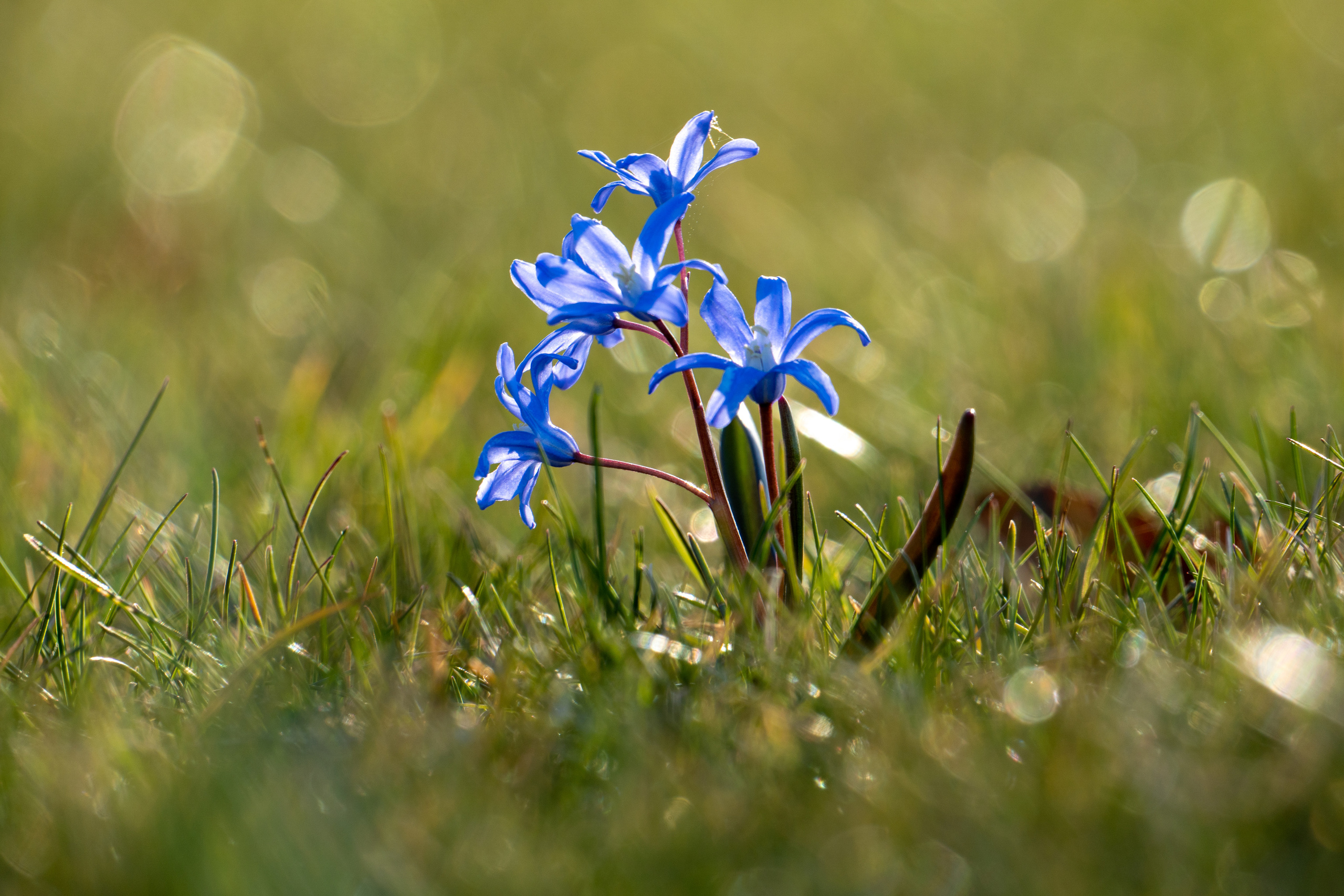 Flora. Evgeny Ignatik — street photographer | portraits